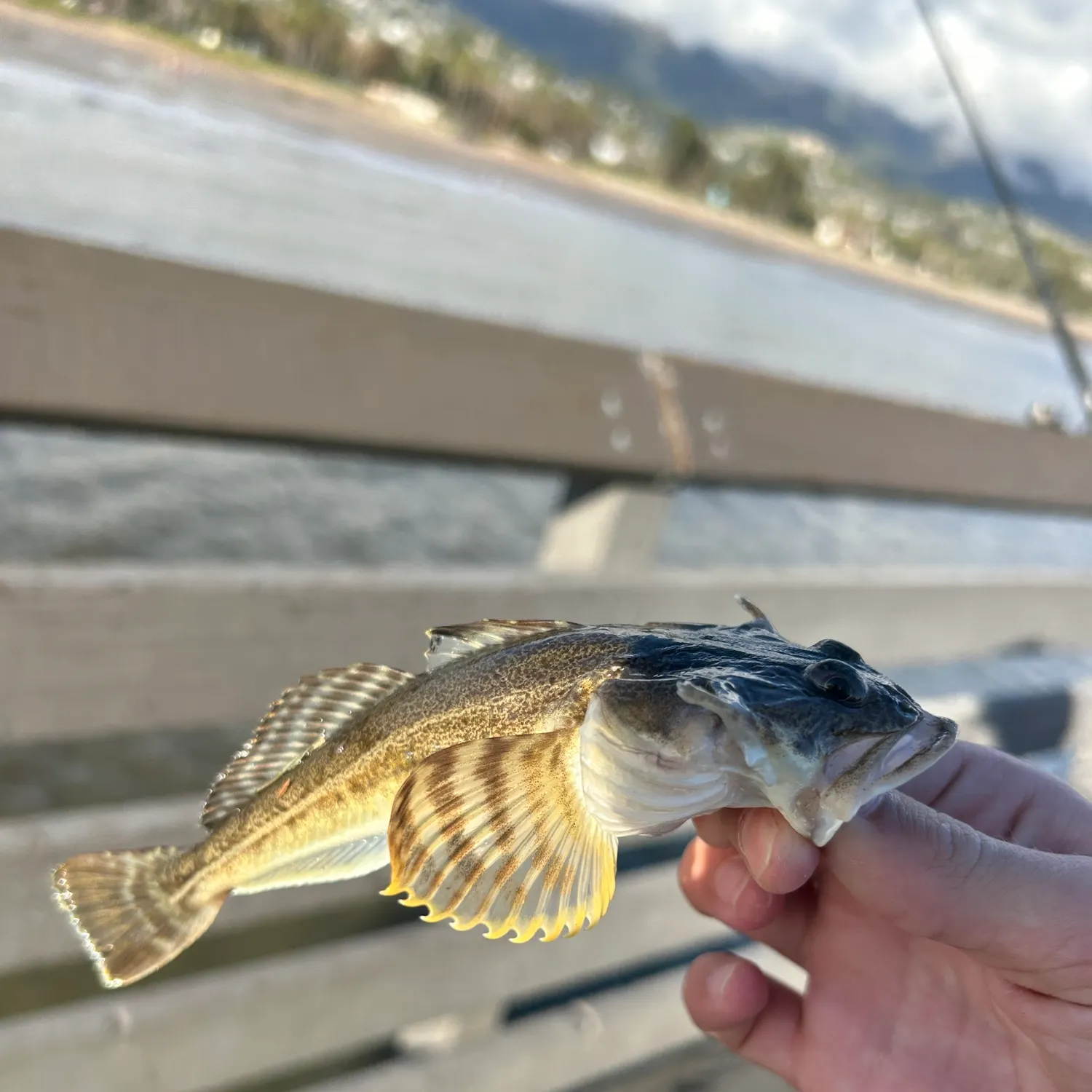 The most recent Pacific staghorn sculpin catches on Fishbrain