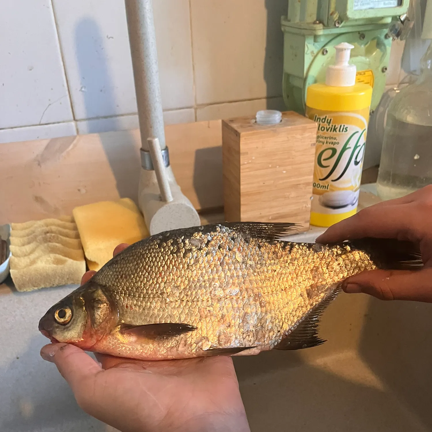 Fish caught on Fishbrain