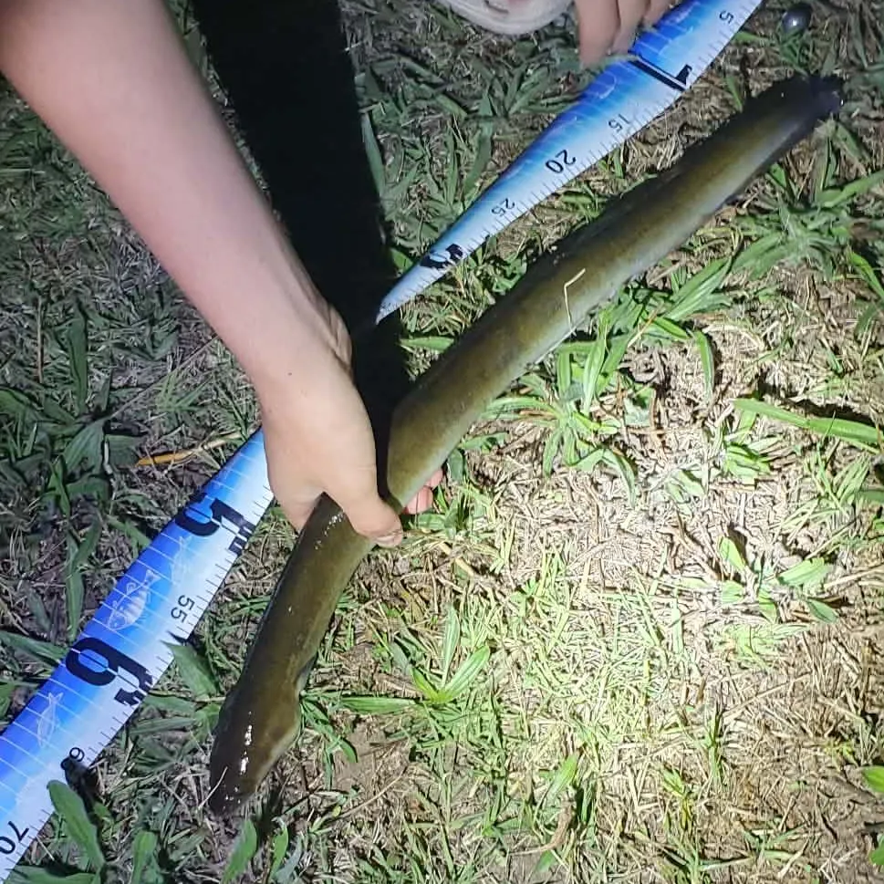 The most recent Shortfin eel catches on Fishbrain