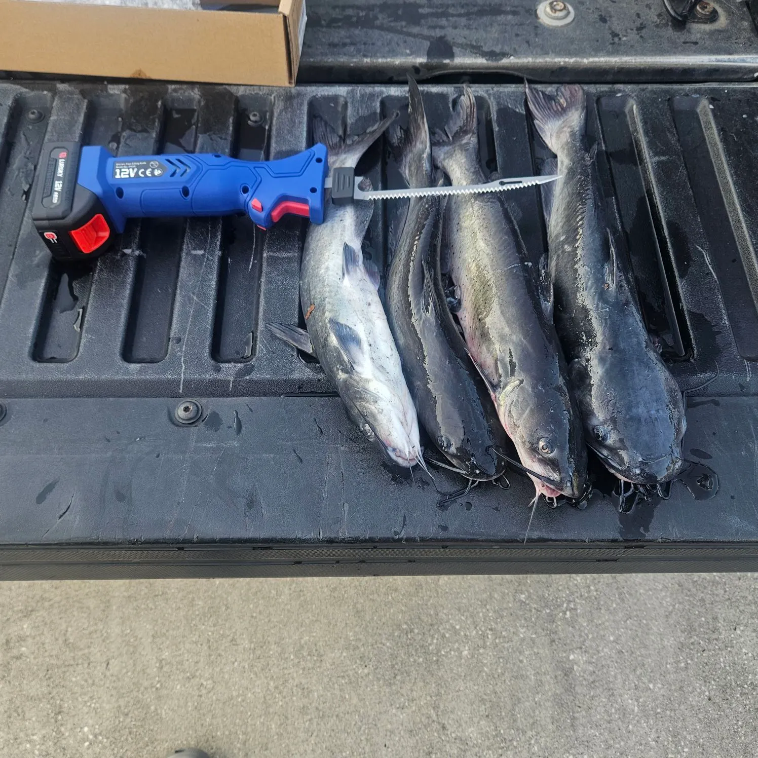 The most recent Channel catfish catches on Fishbrain