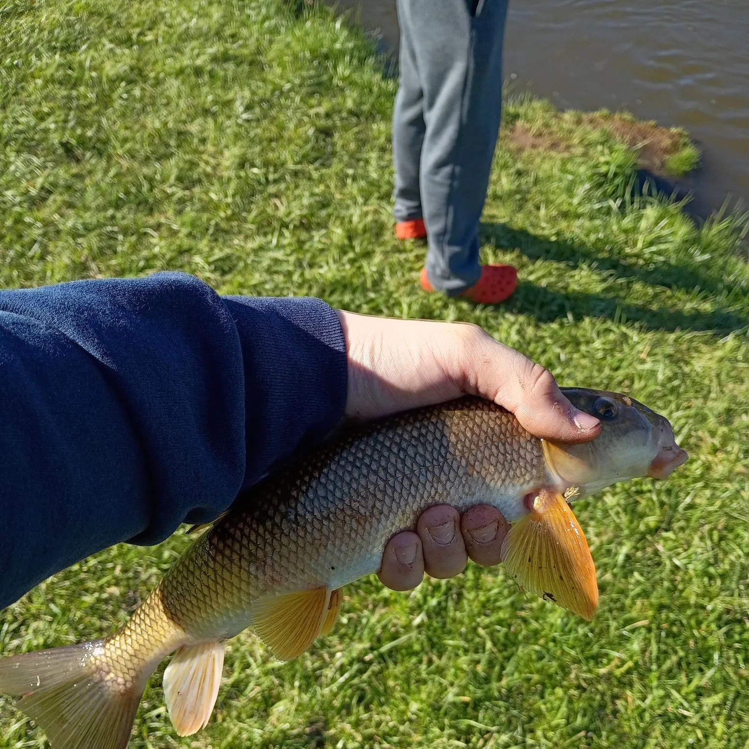 The most recent White sucker catches on Fishbrain