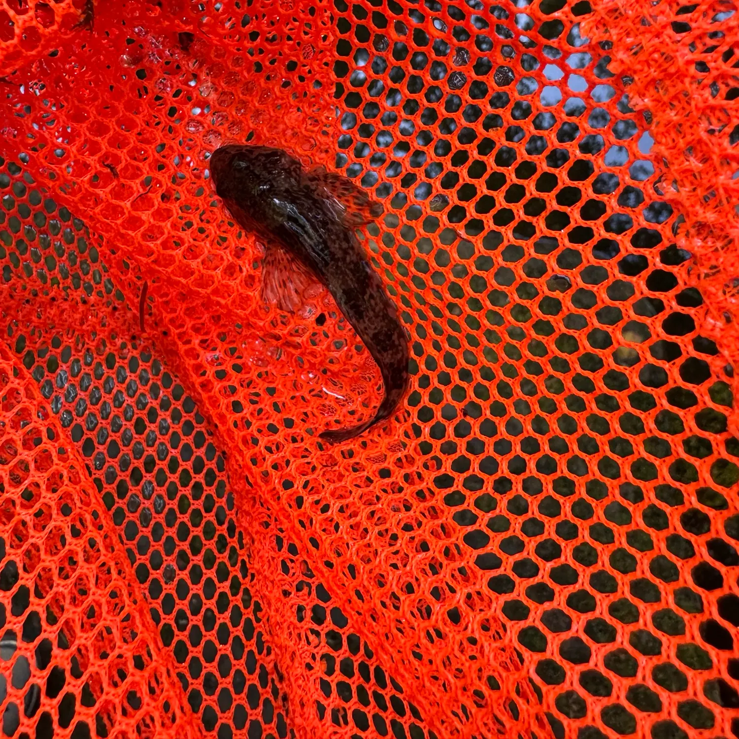 Prickly sculpin caught on Fishbrain