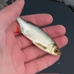The most recent Common roach catches on Fishbrain