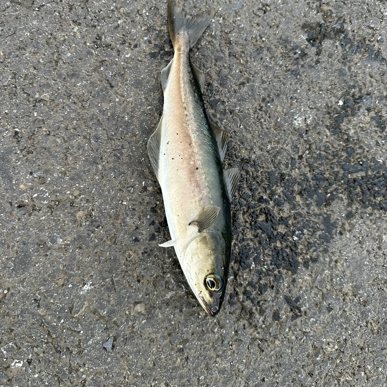 The most recent Atlantic pollock catches on Fishbrain