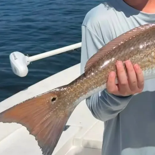 Red drum caught on Fishbrain