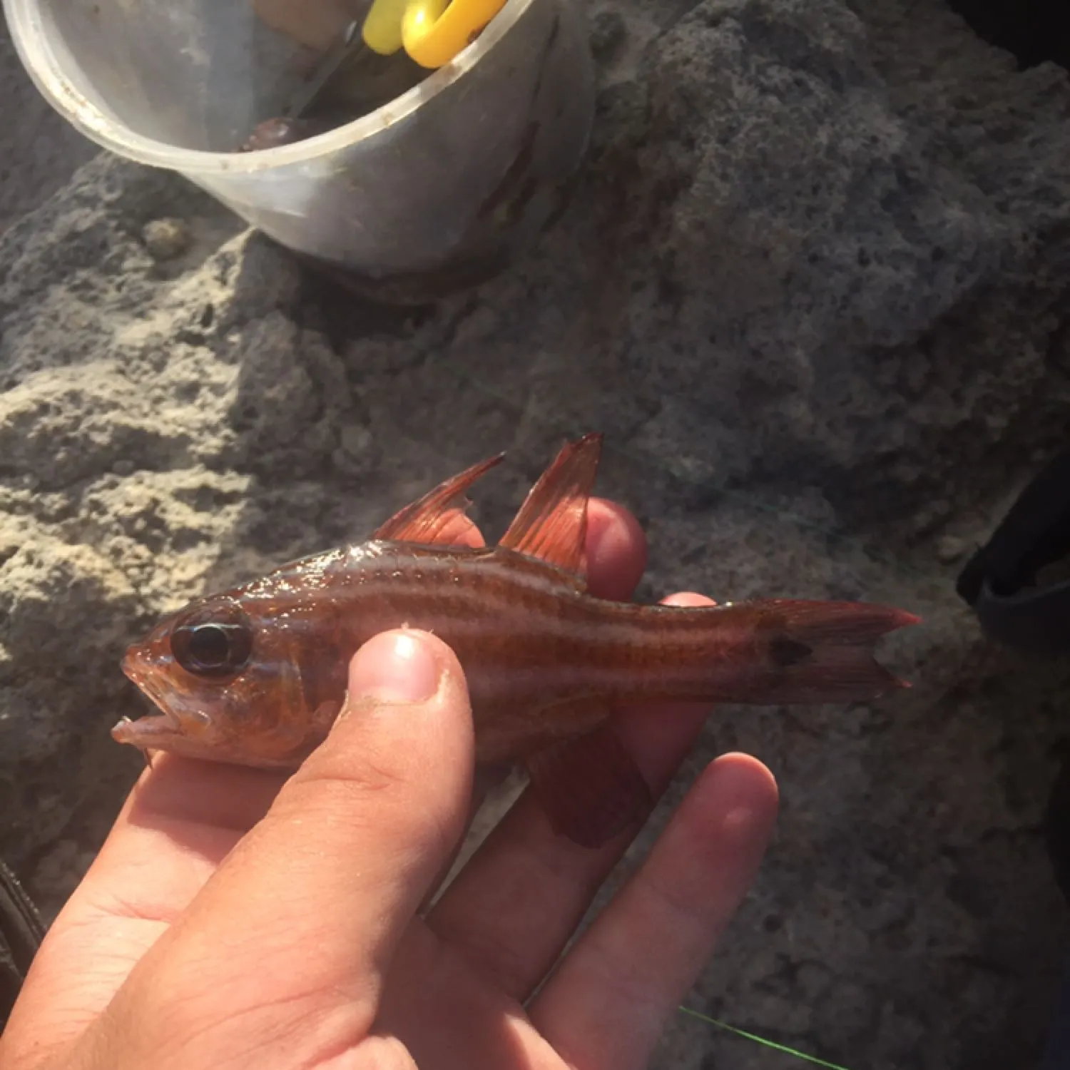 The most recent Western striped cardinalfish catches on Fishbrain