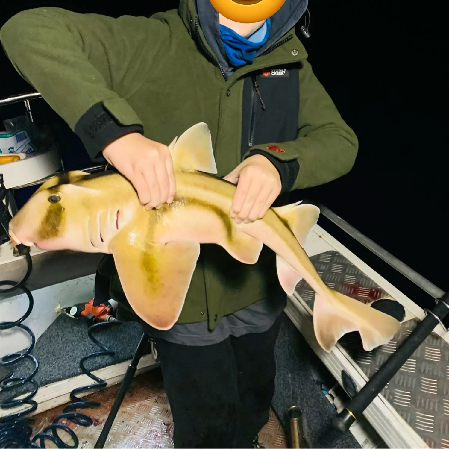 Port Jackson shark caught on Fishbrain