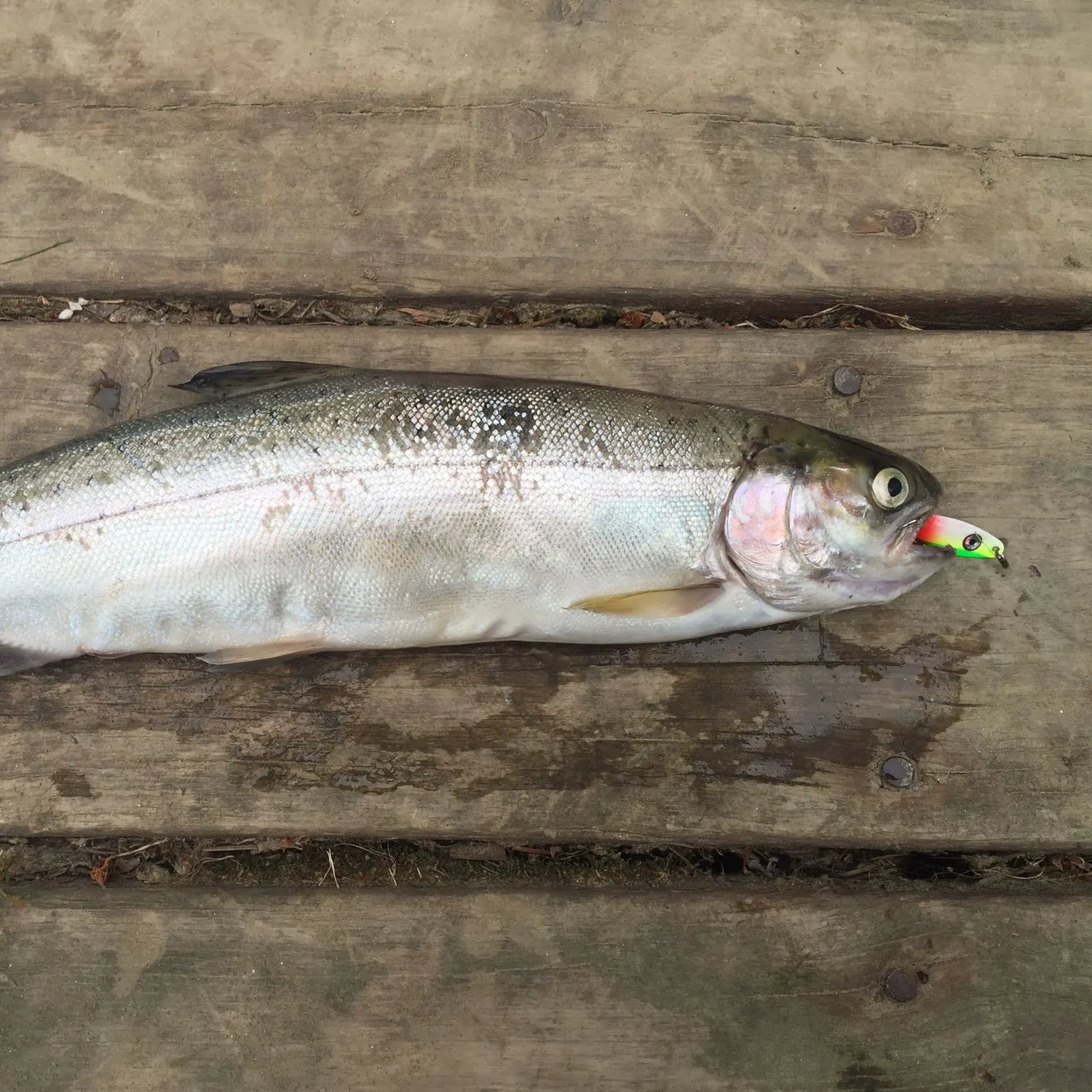 Rainbow trout caught on Fishbrain