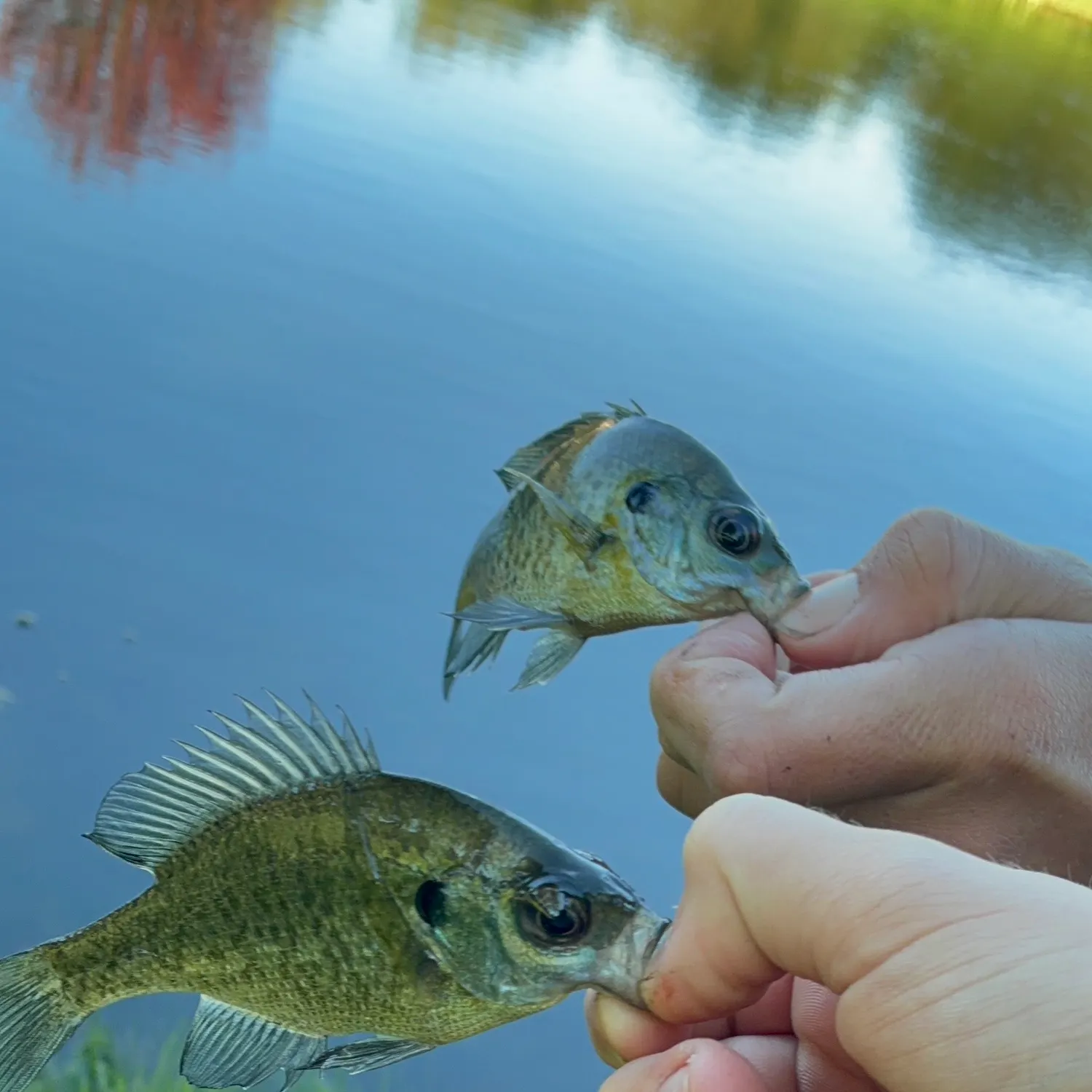 Bluegill caught on Fishbrain