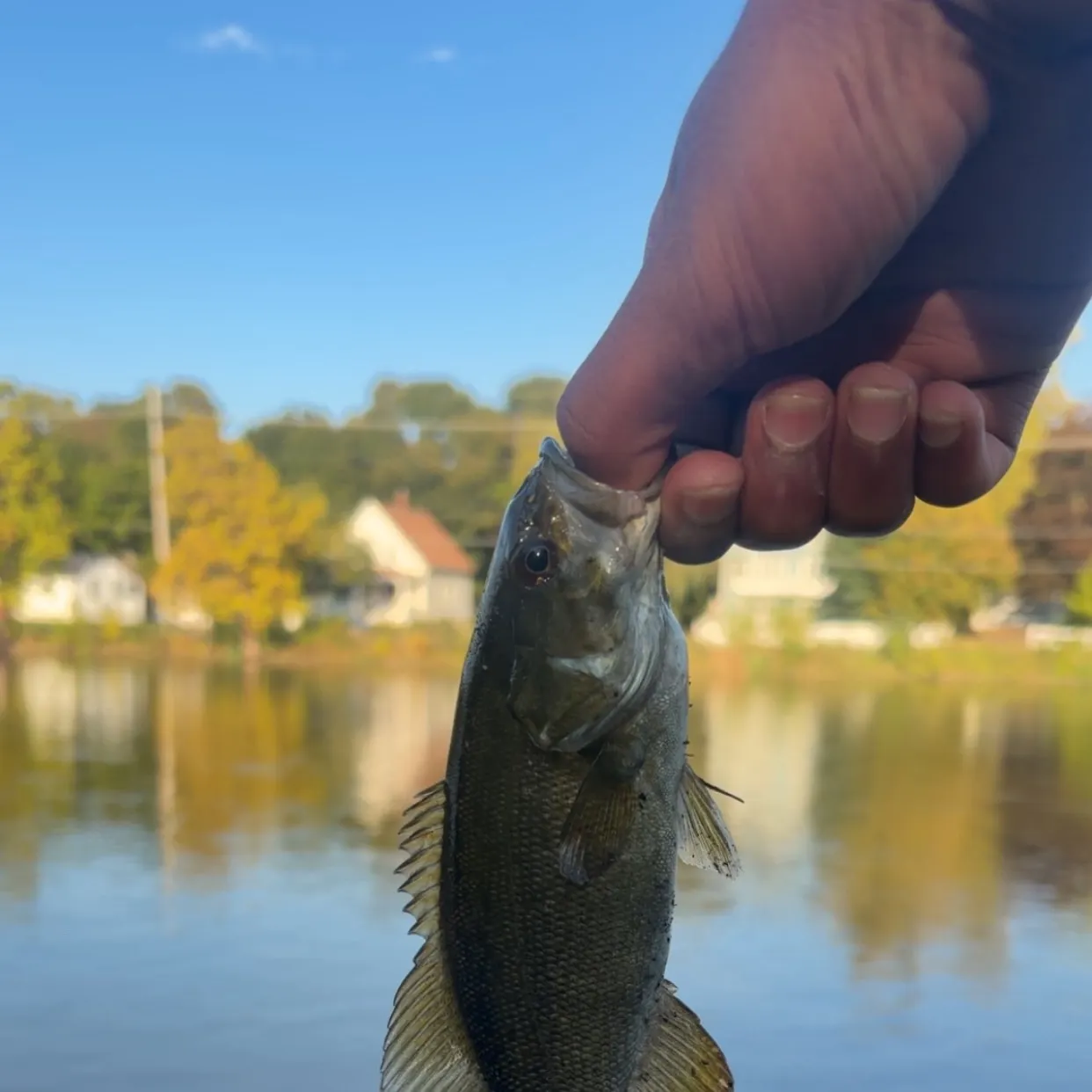 Smallmouth bass caught on Fishbrain