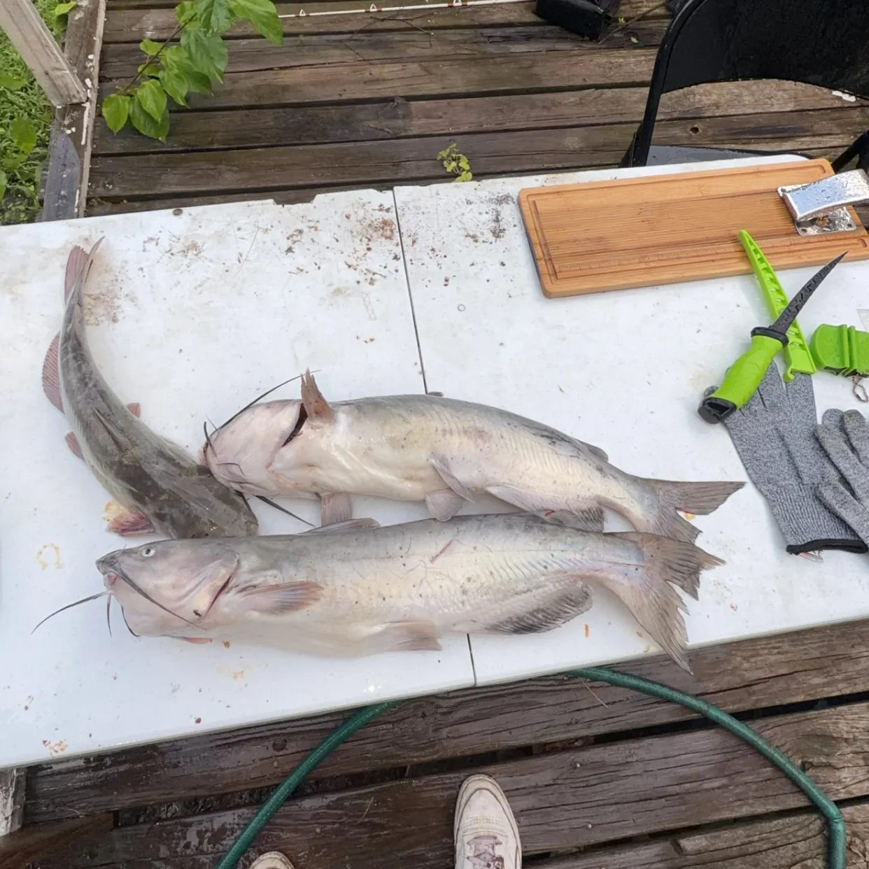 catch