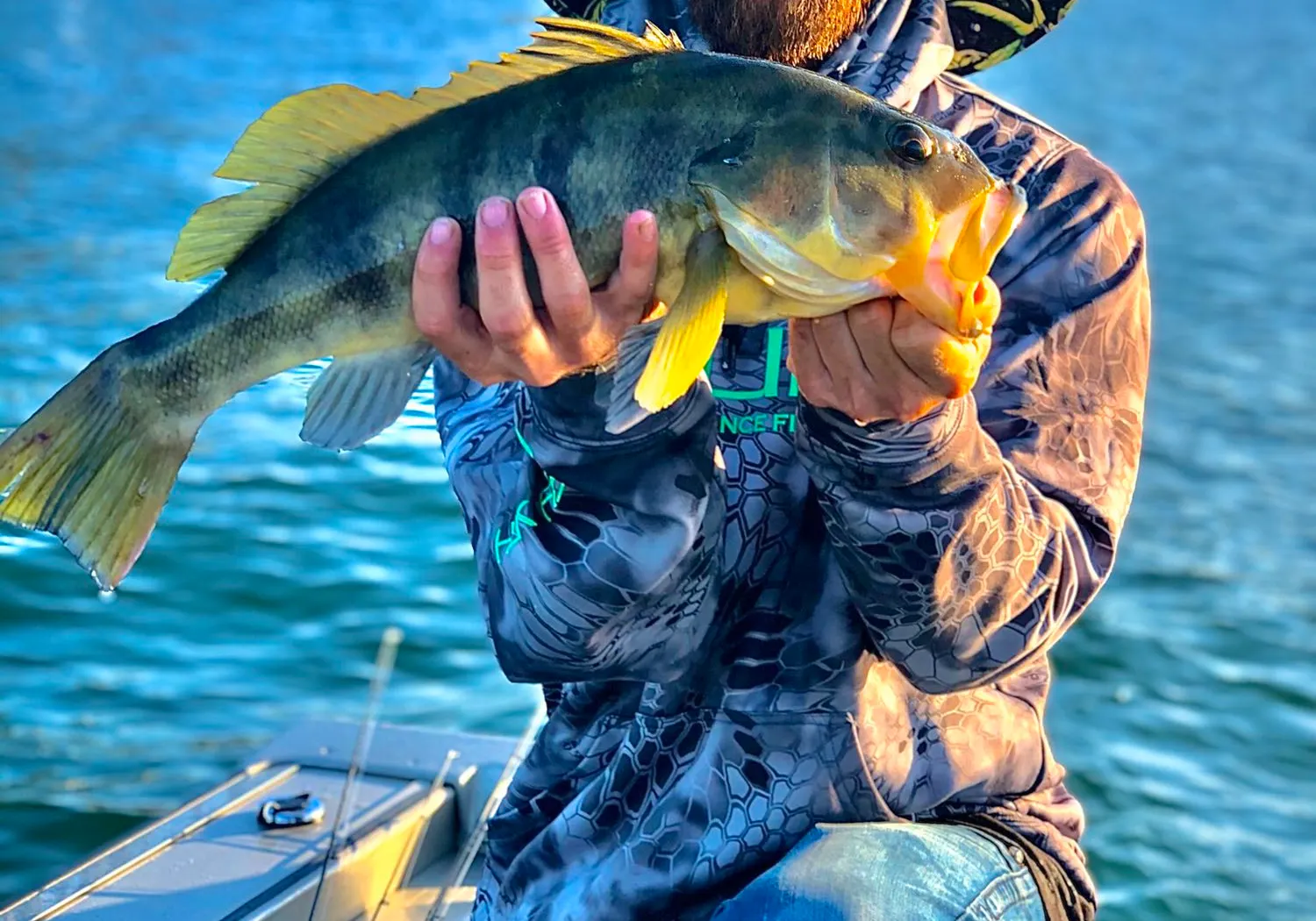 Barred sand bass