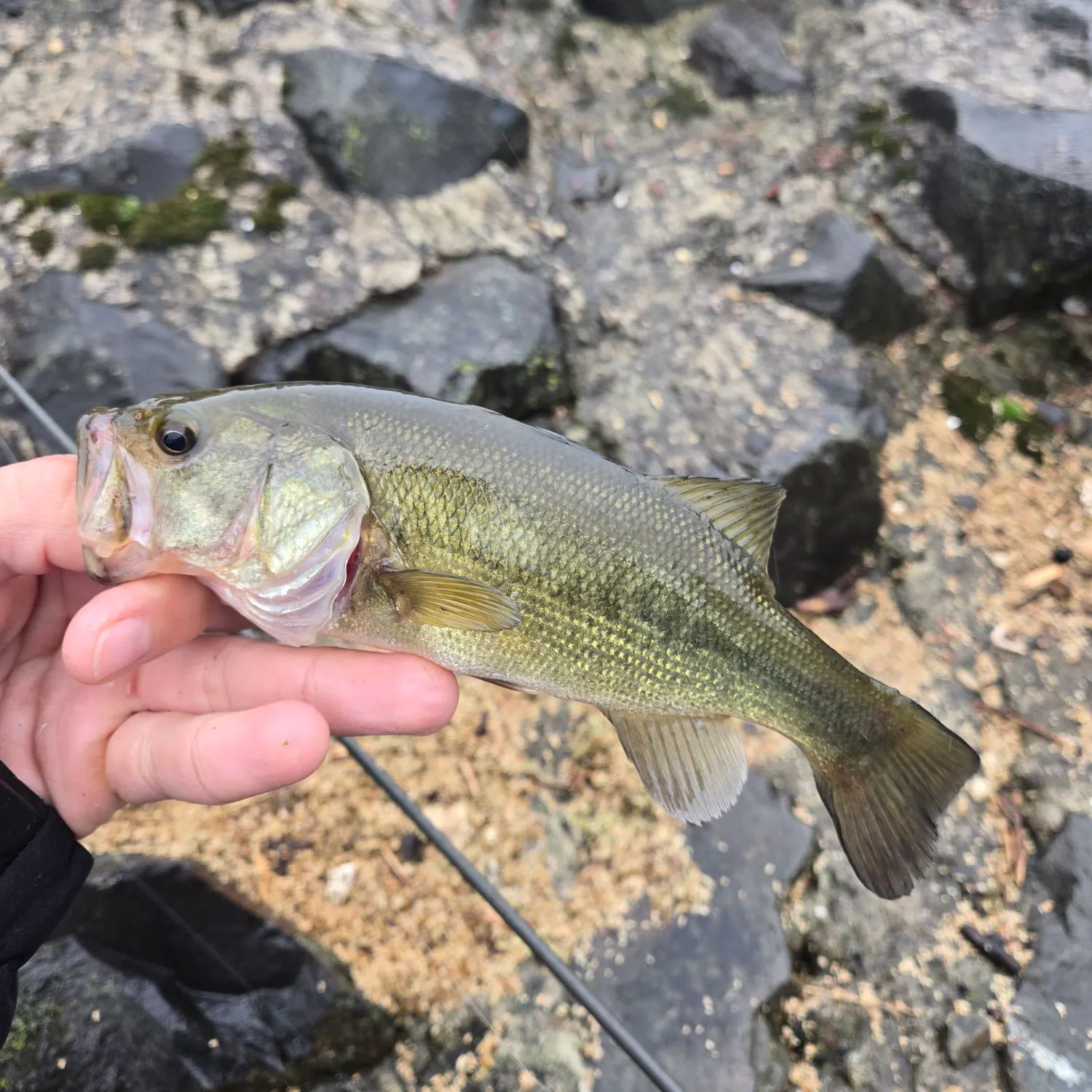 Largemouth bass caught on Fishbrain