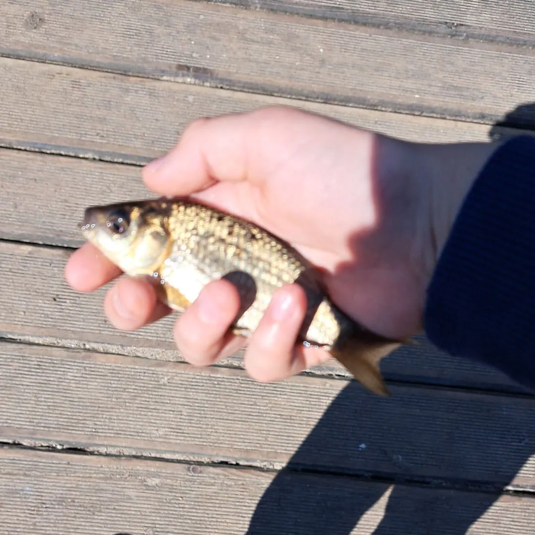 The most recent Crucian carp catches on Fishbrain