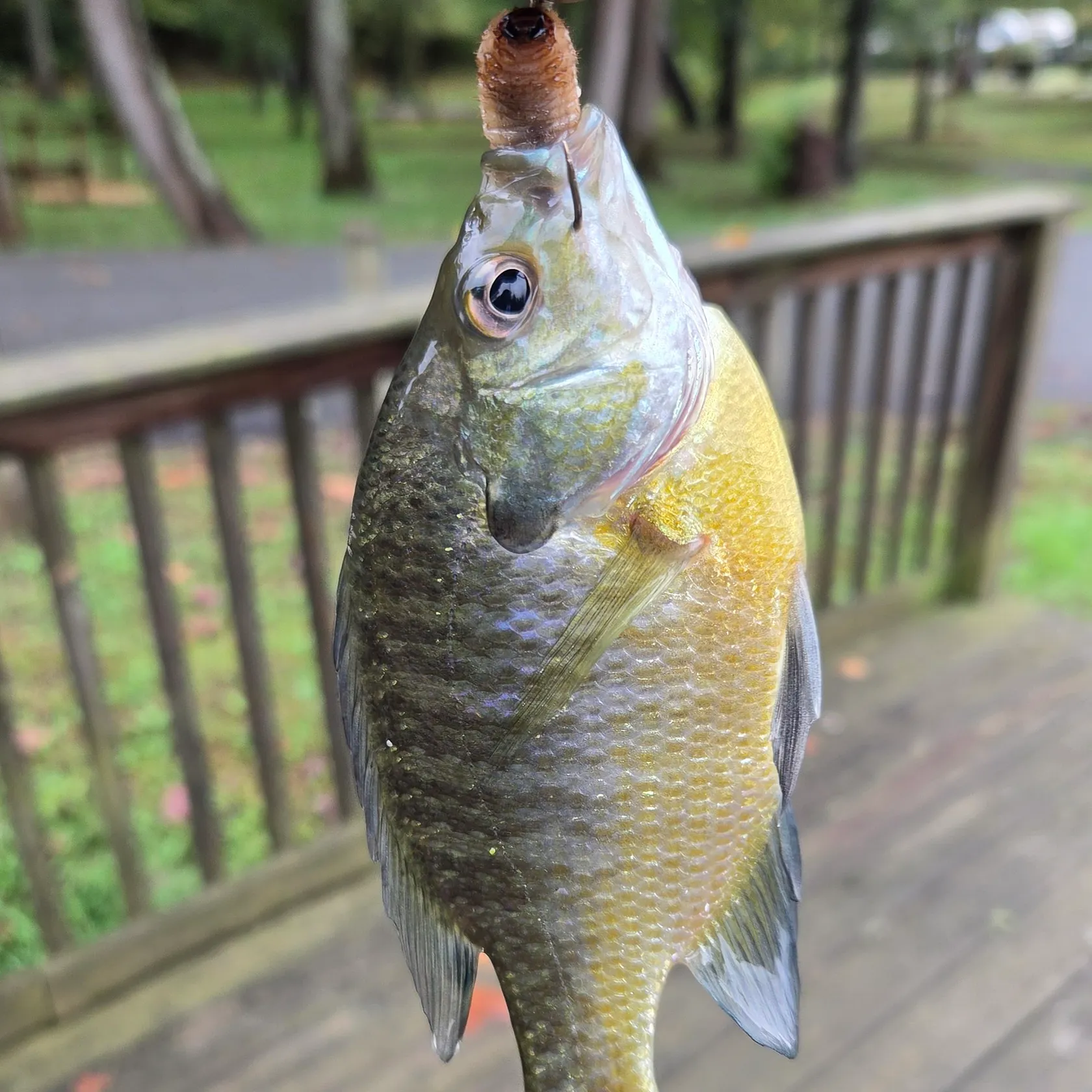 Bluegill caught on Fishbrain
