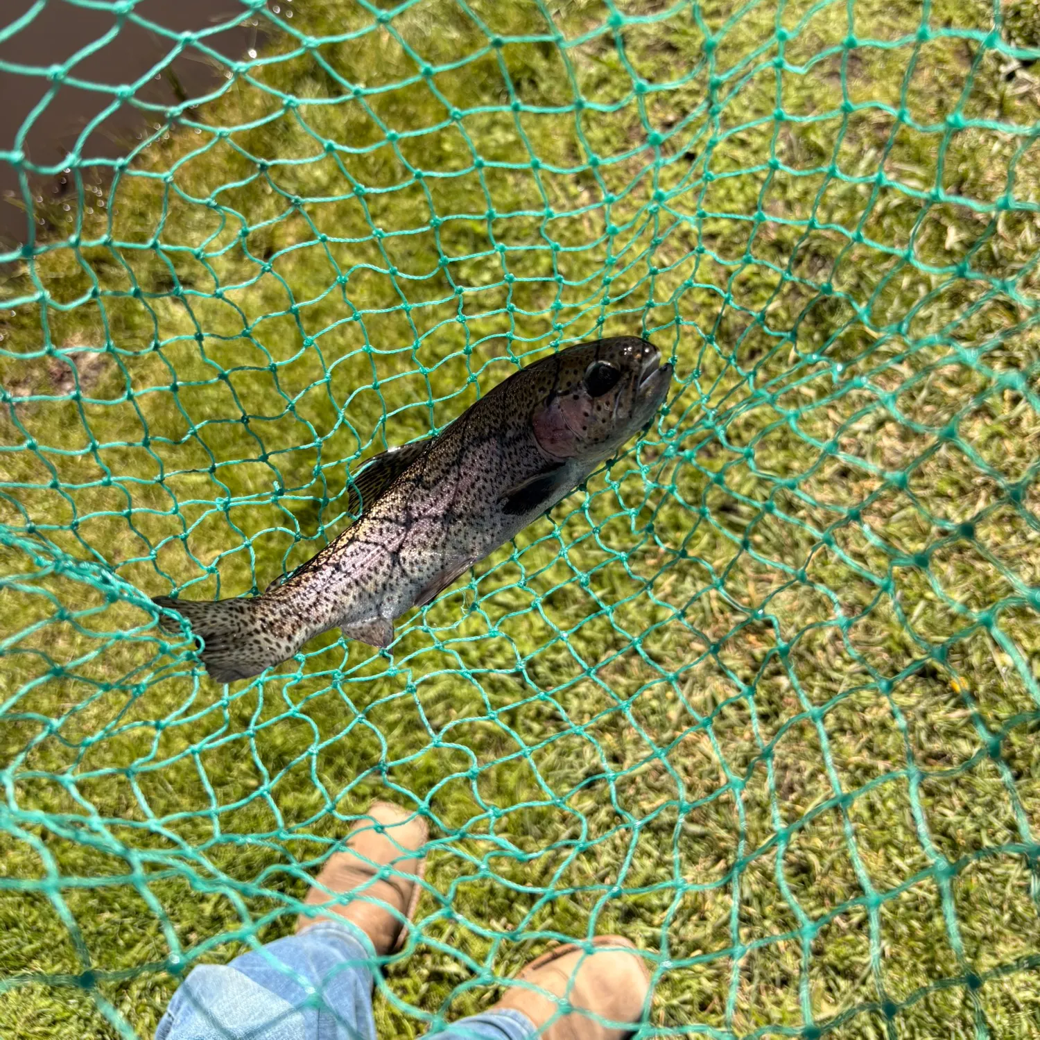 Rainbow trout caught on Fishbrain