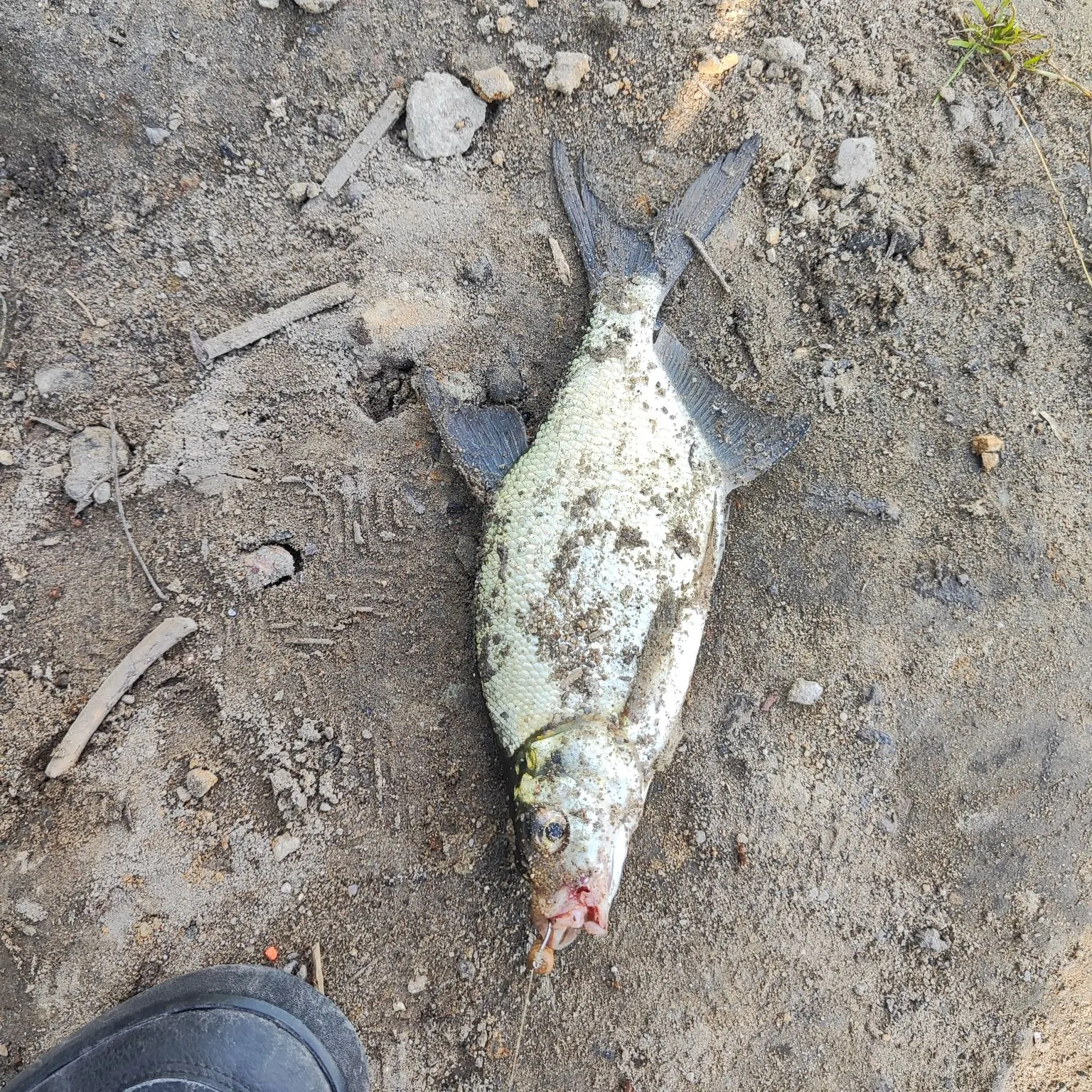 Common bream caught on Fishbrain