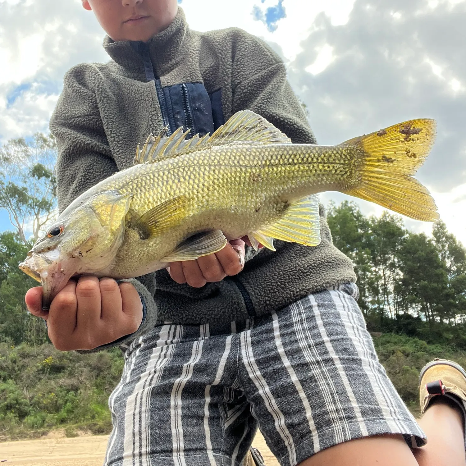 The most recent Australian bass catches on Fishbrain