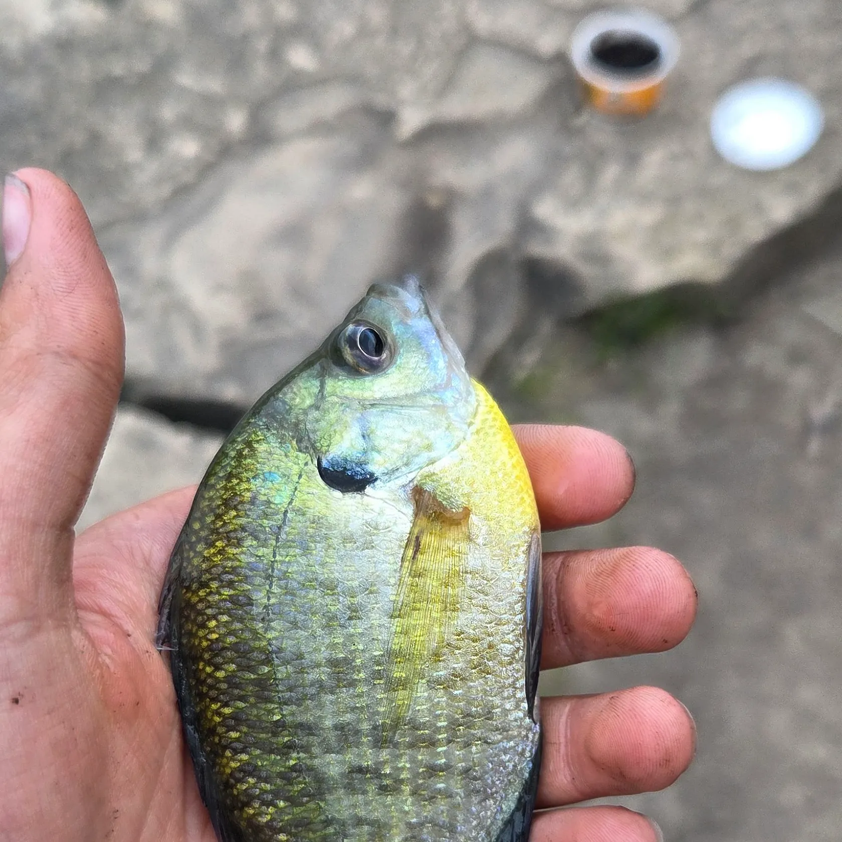 Bluegill caught on Fishbrain