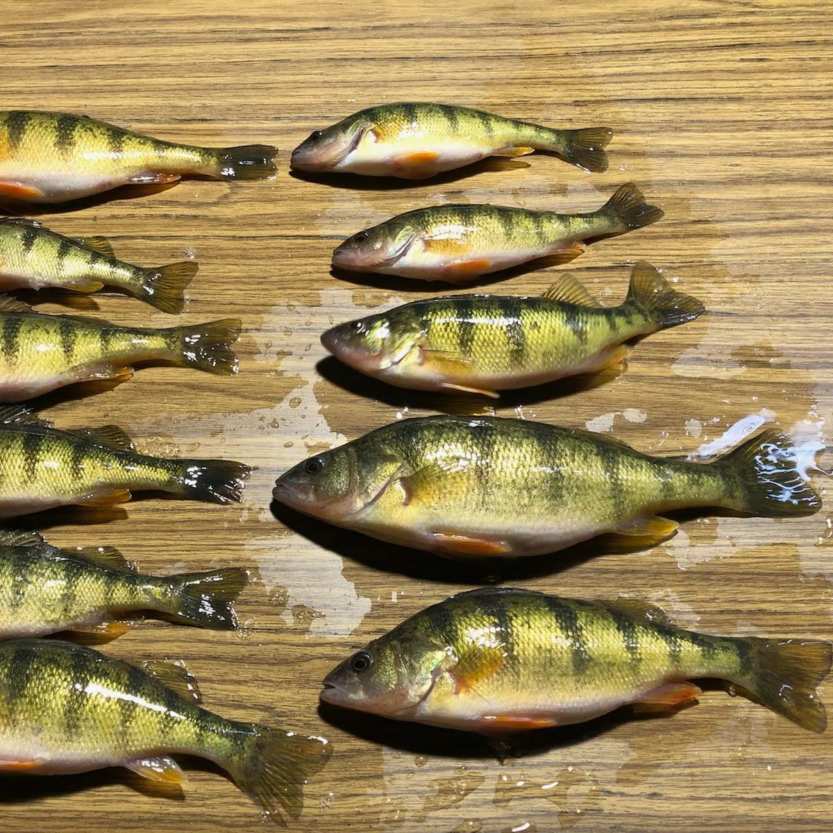 recently logged catches