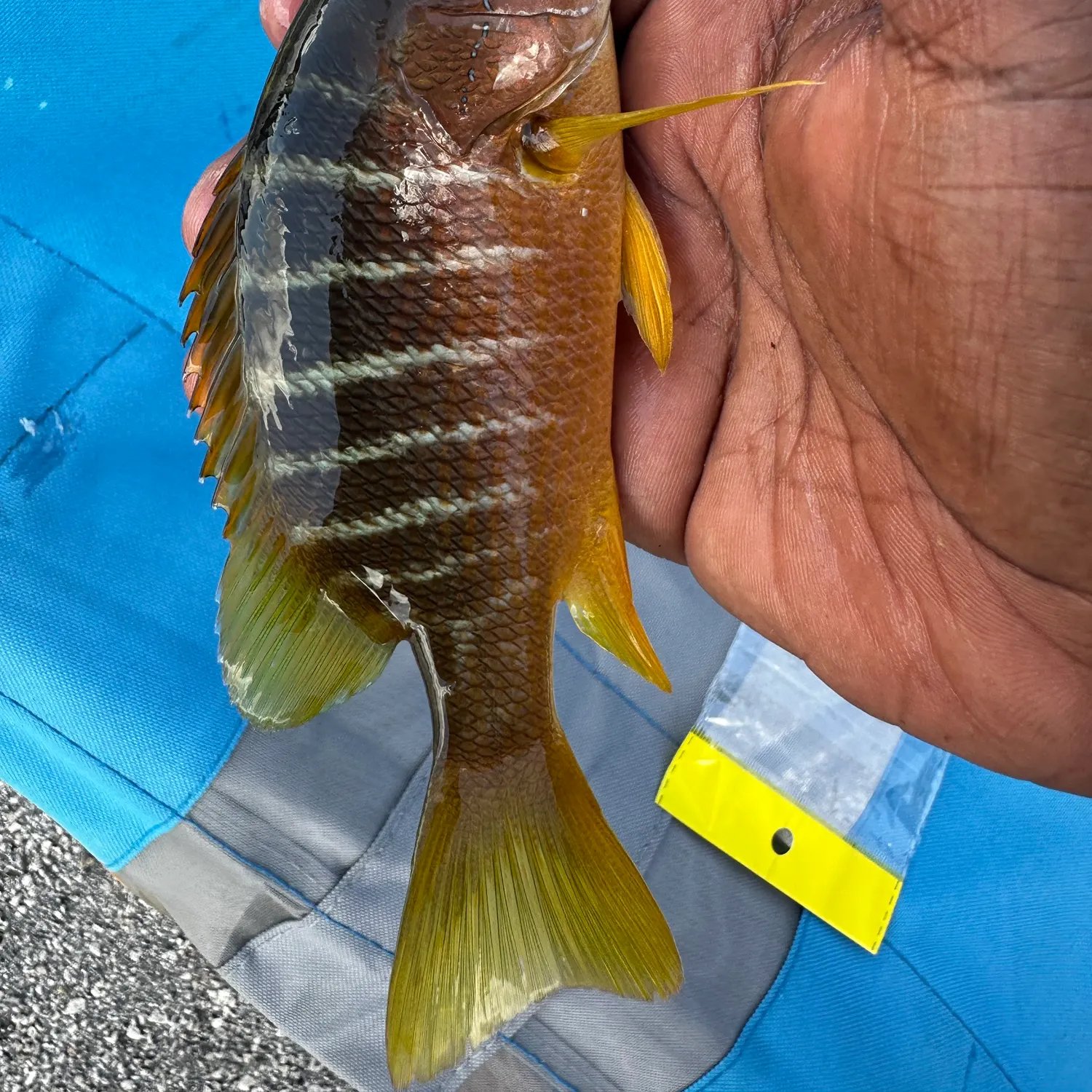 Schoolmaster snapper caught on Fishbrain