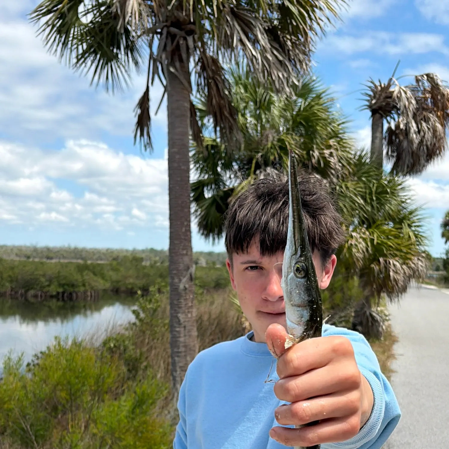 The most recent Flat needlefish catches on Fishbrain