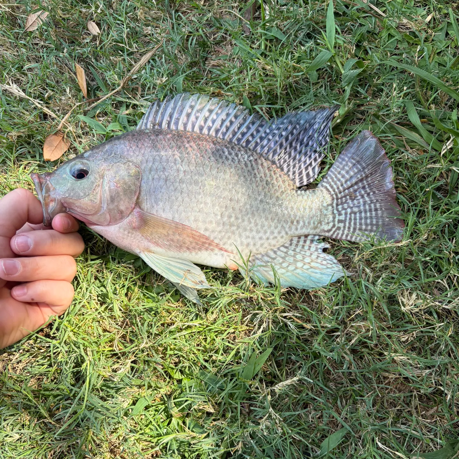 The most recent Nile tilapia catches on Fishbrain