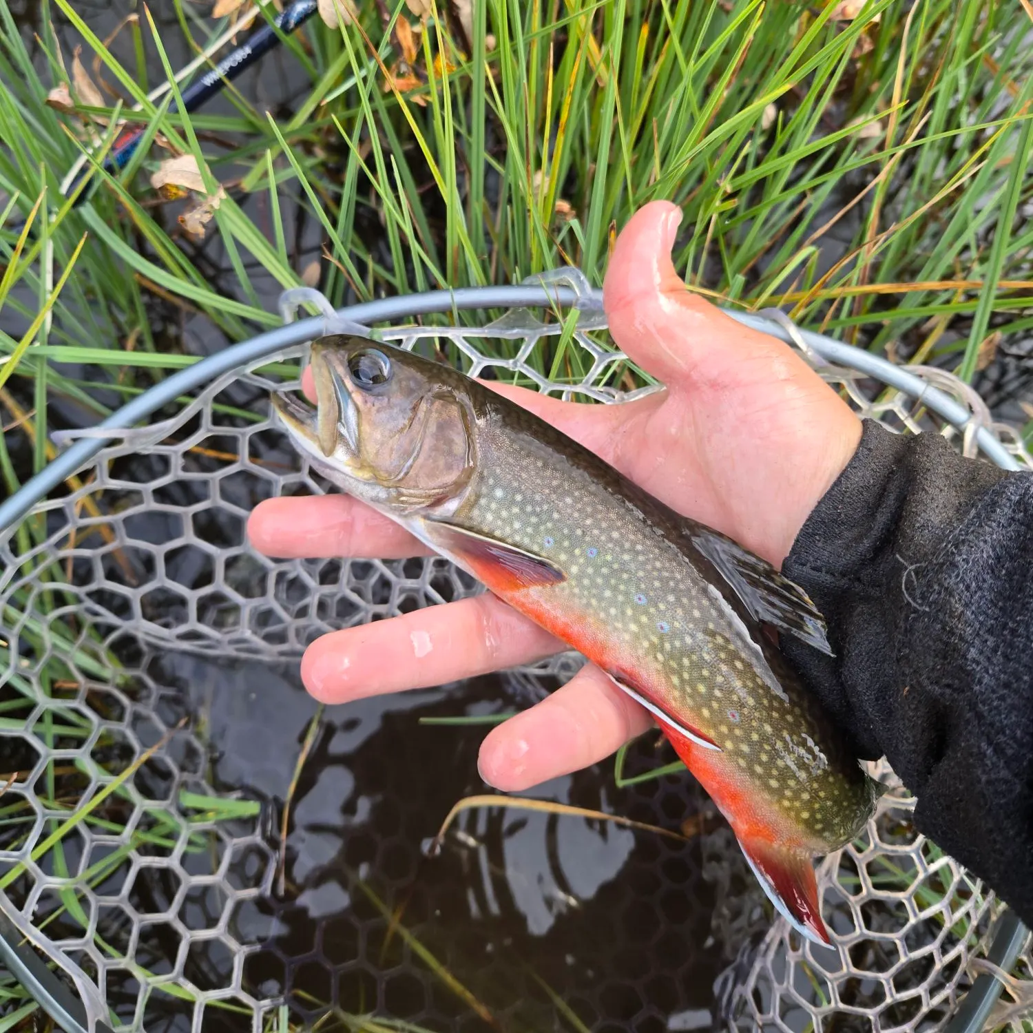 Brook trout caught on Fishbrain
