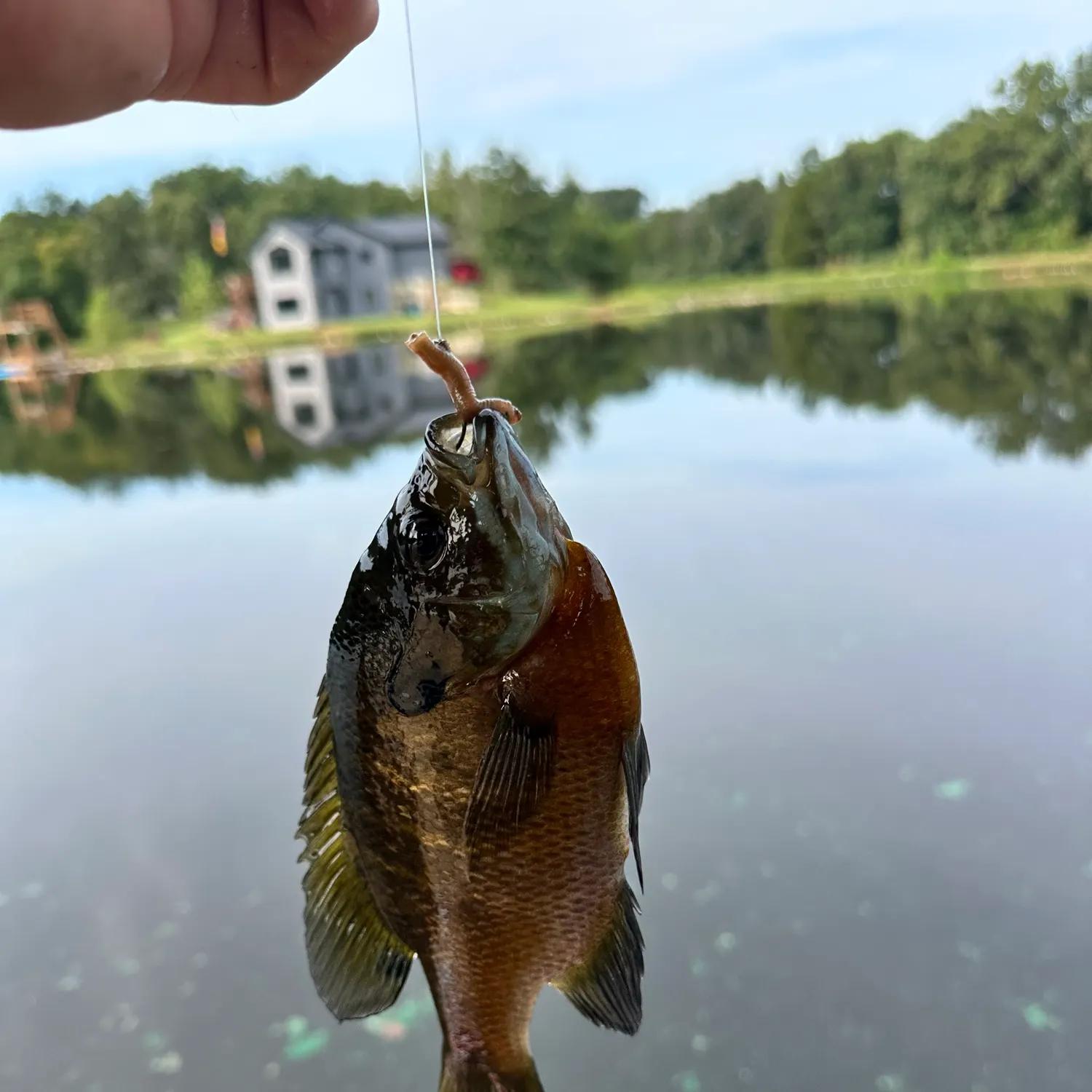 Bluegill caught on Fishbrain