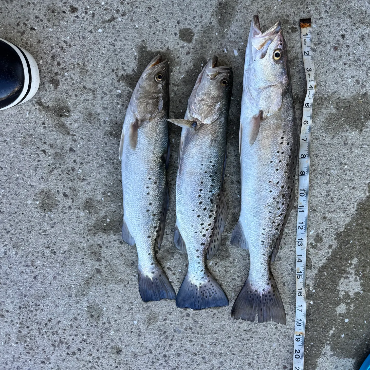 recently logged catches