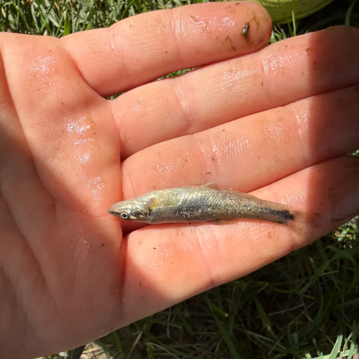 The most recent Longnose dace catches on Fishbrain