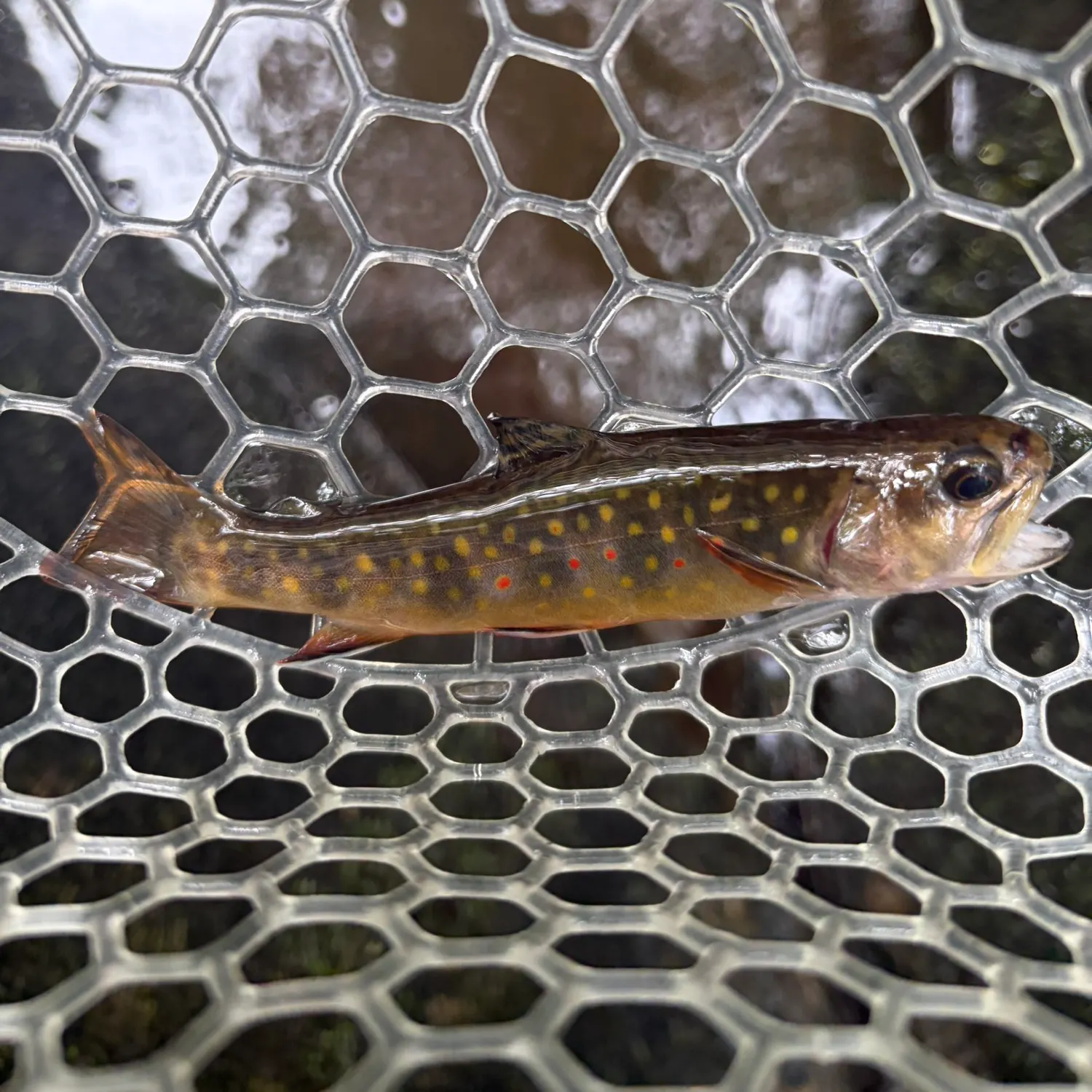 Brook trout caught on Fishbrain