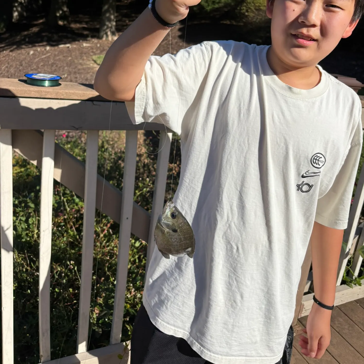 Bluegill caught on Fishbrain