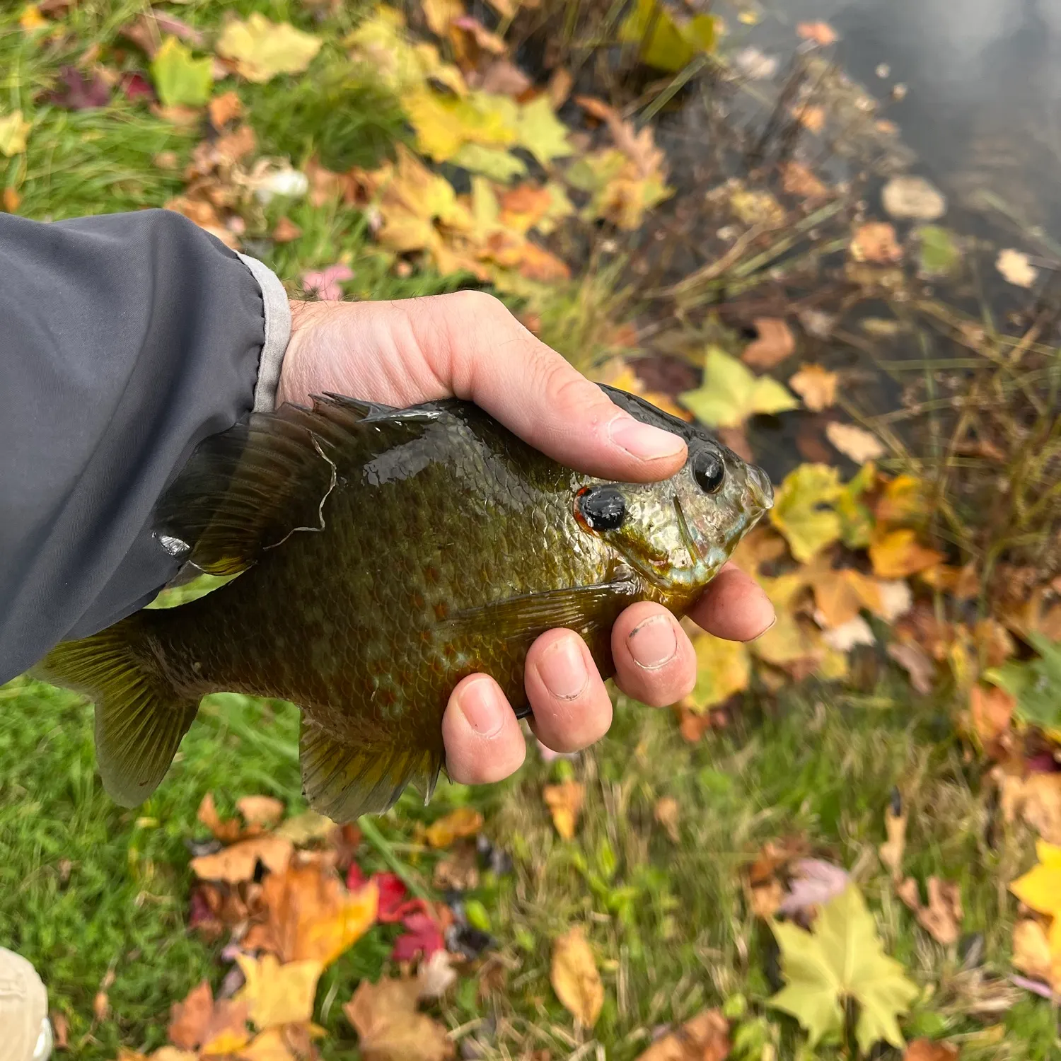 Bluegill caught on Fishbrain
