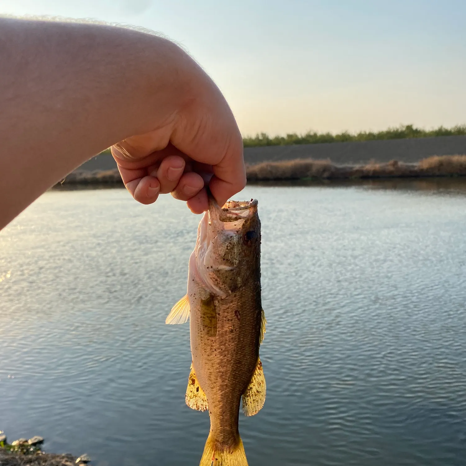 angler catch