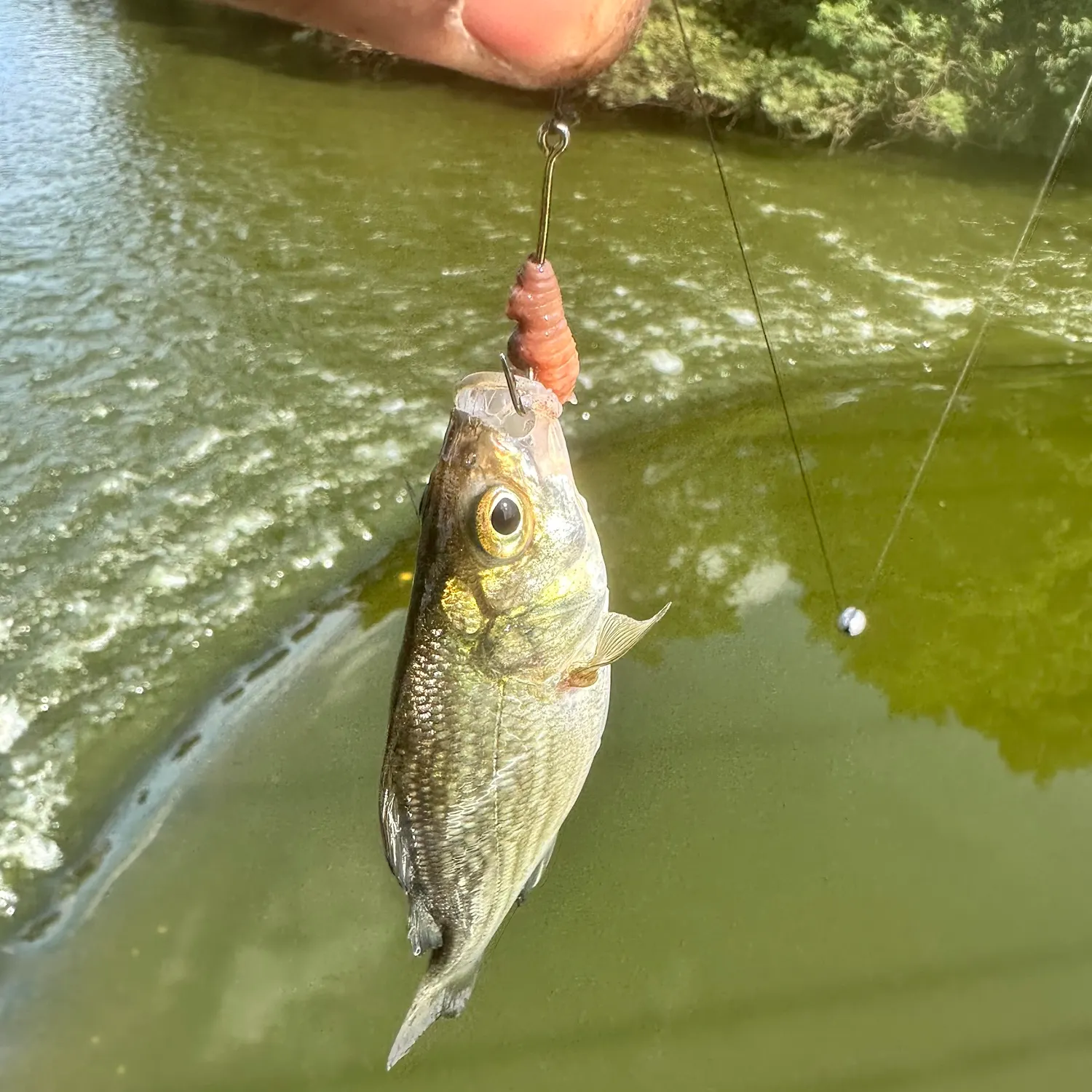 White perch caught on Fishbrain