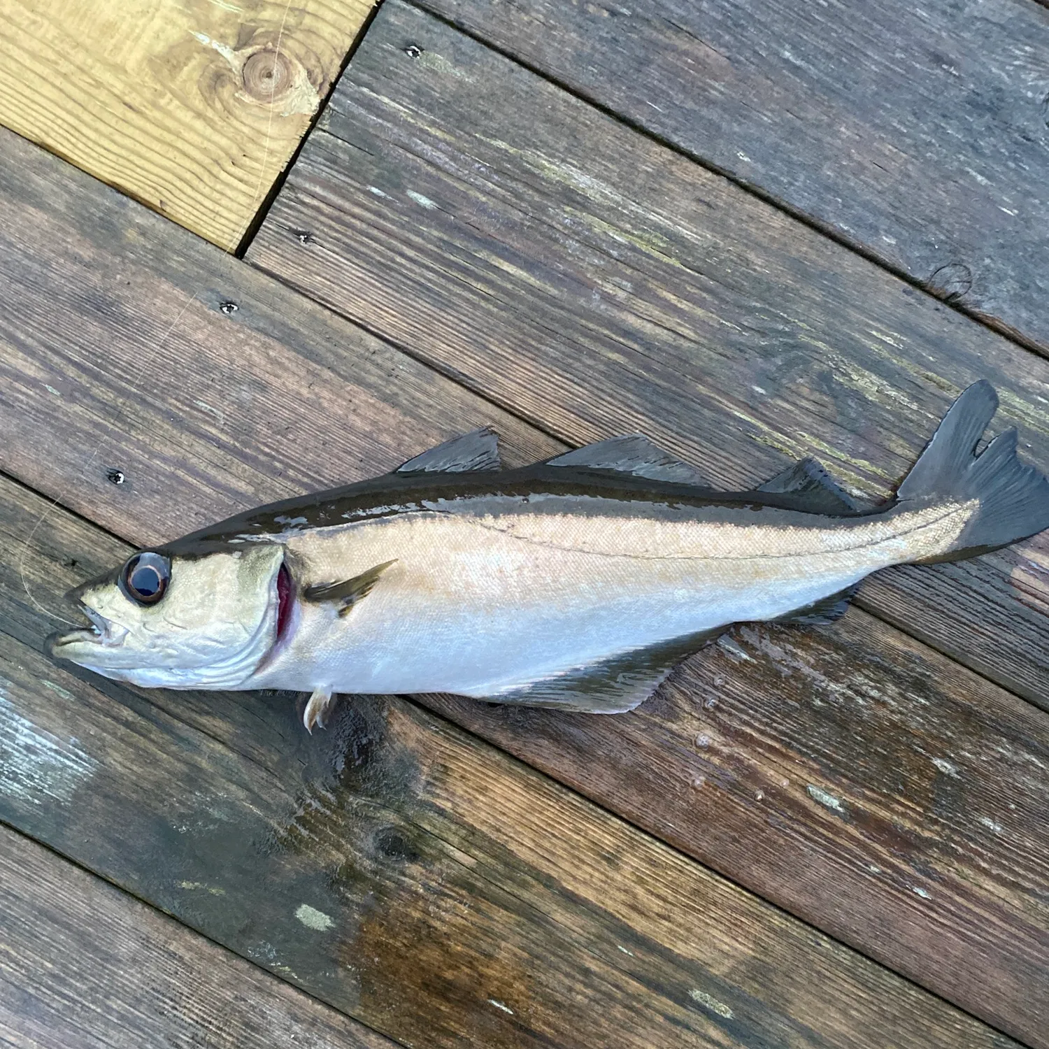 Fish caught on Fishbrain