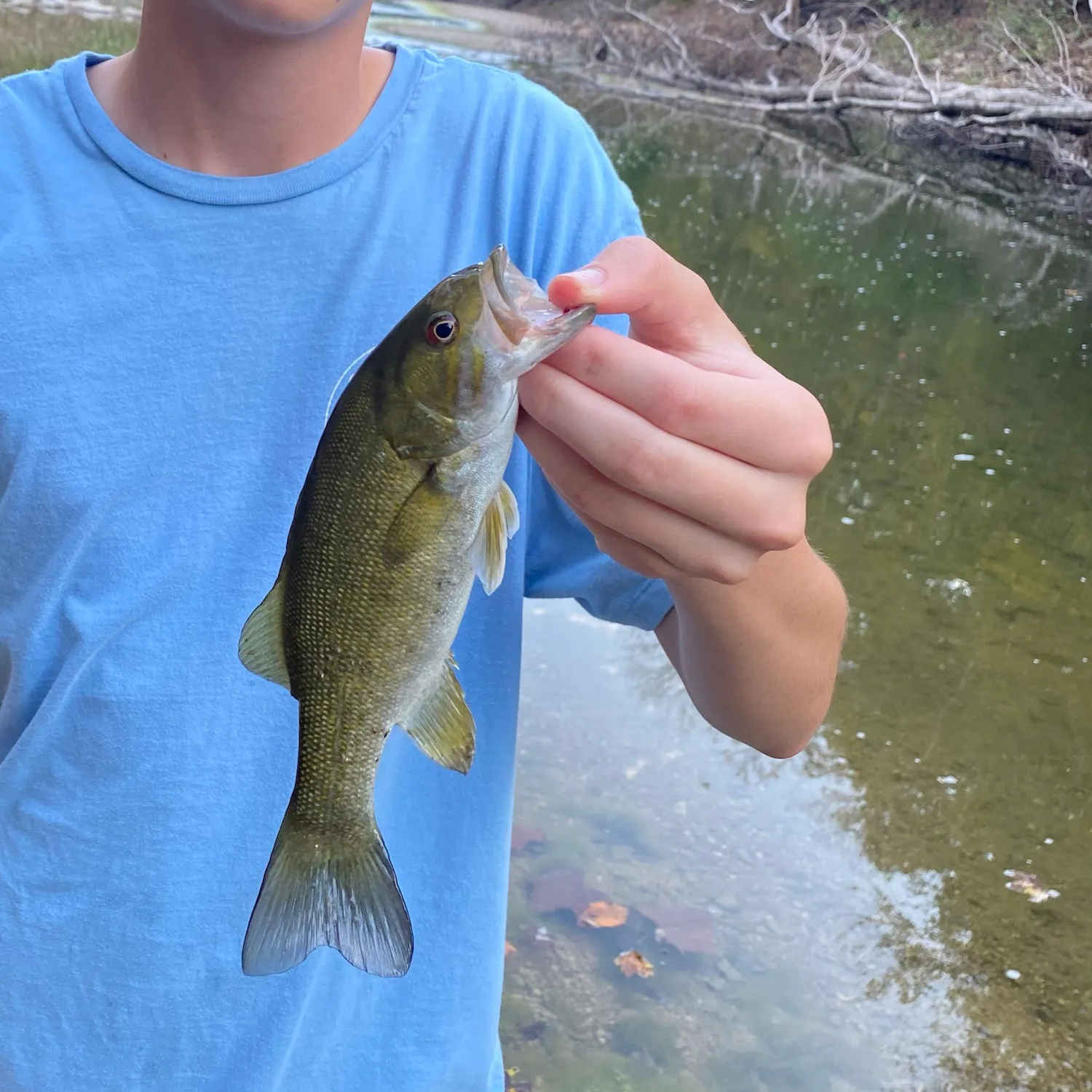 Smallmouth bass caught on Fishbrain