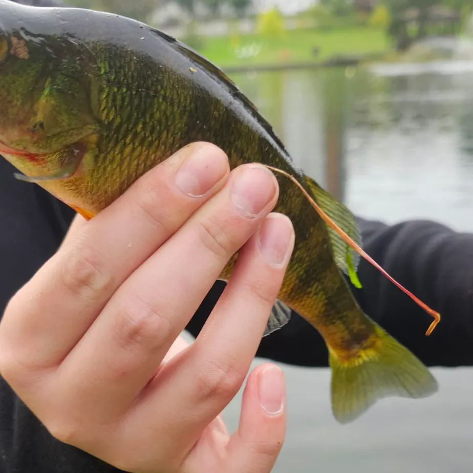 Yellow perch caught on Fishbrain