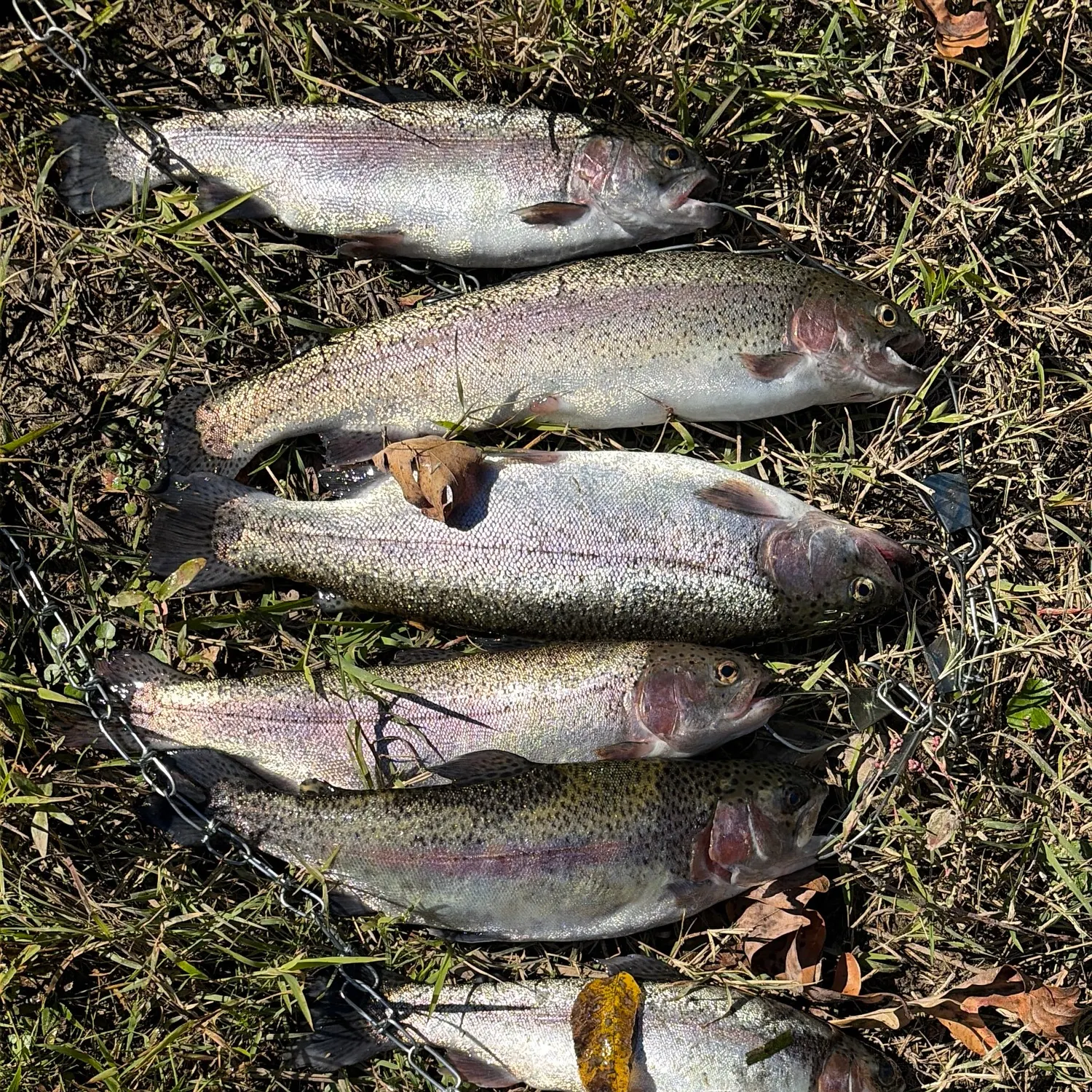 Rainbow trout caught on Fishbrain
