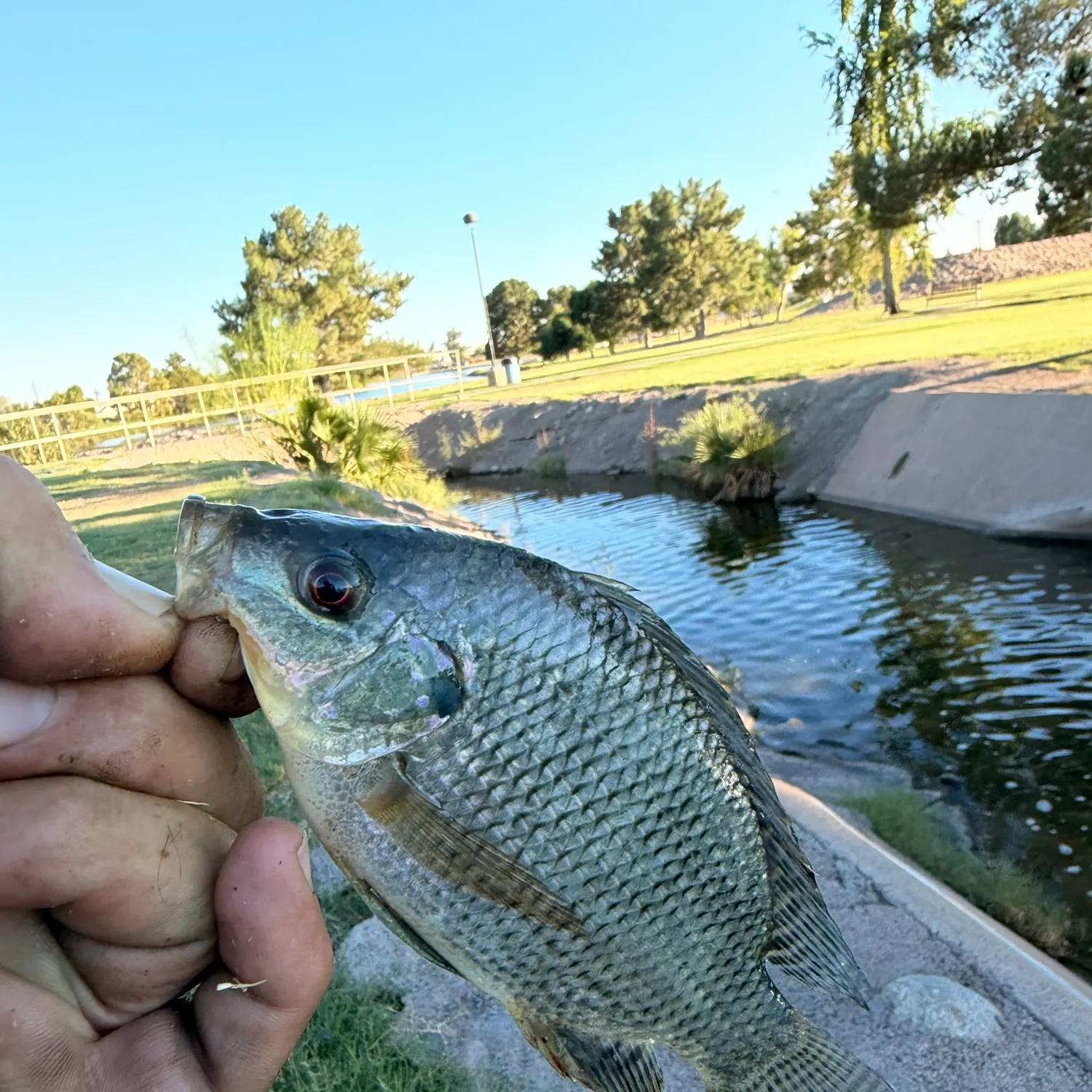 Bluegill caught on Fishbrain