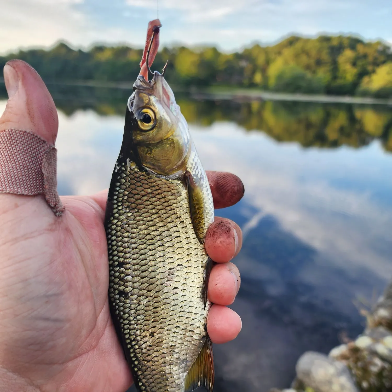 Striped shiner caught on Fishbrain