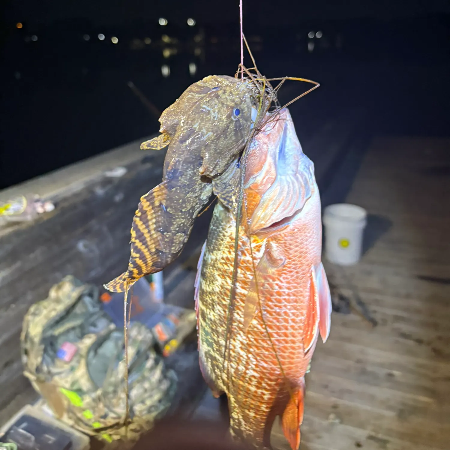 Gulf toadfish caught on Fishbrain