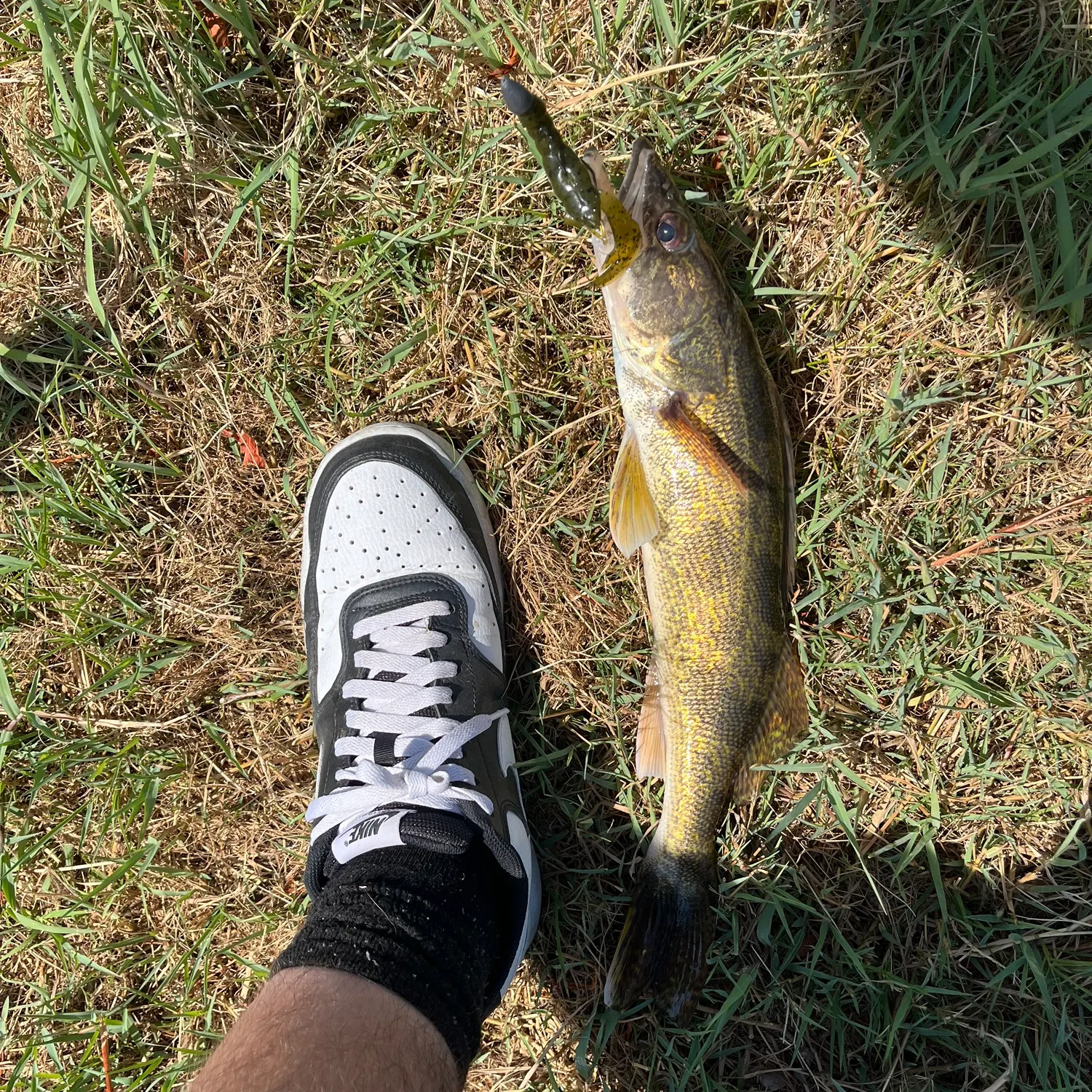 Saugeye caught on Fishbrain
