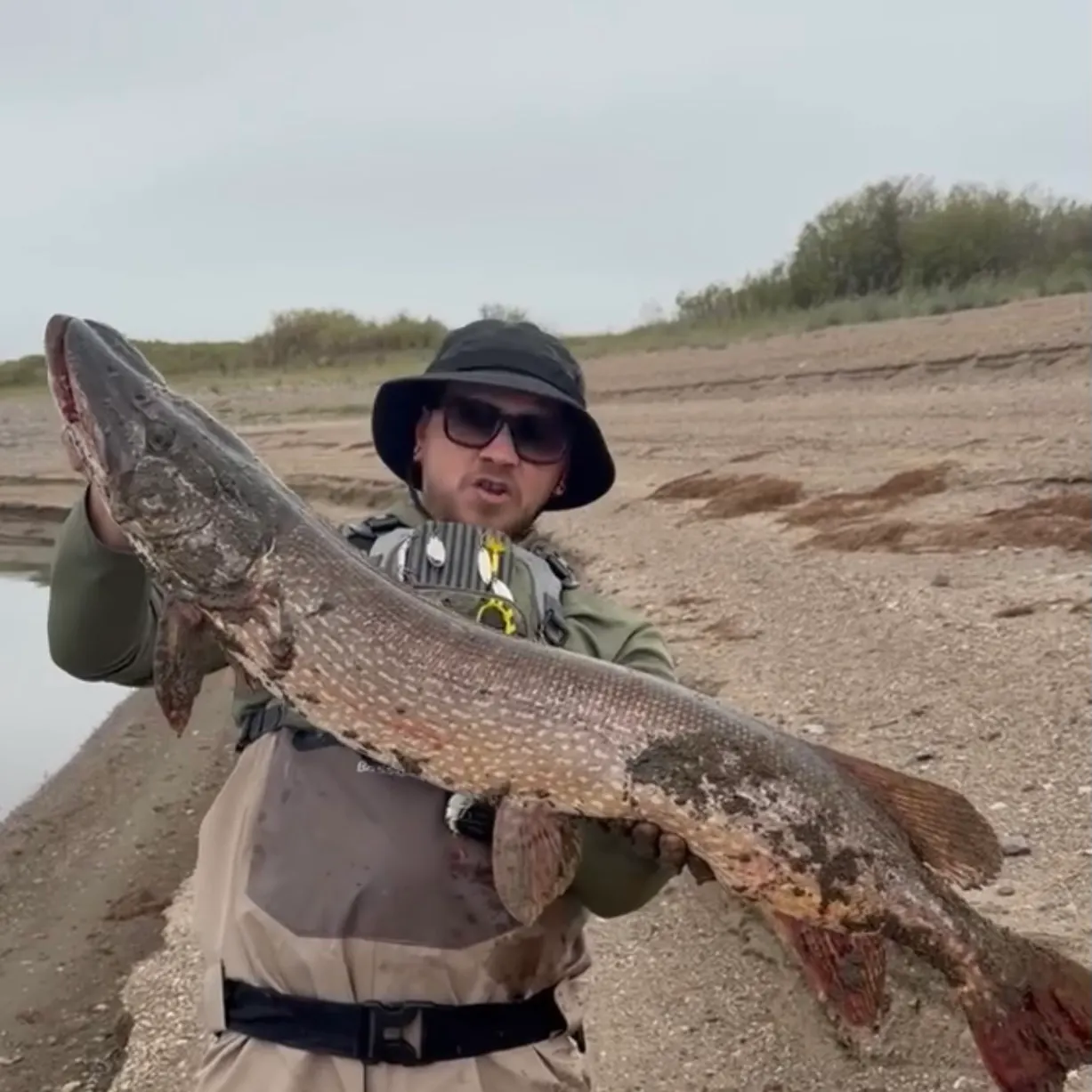 Northern pike caught on Fishbrain