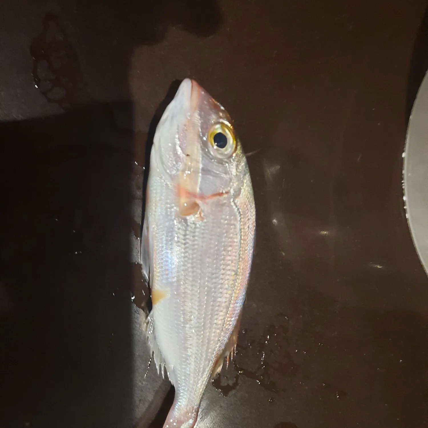 The most recent Common pandora catches on Fishbrain