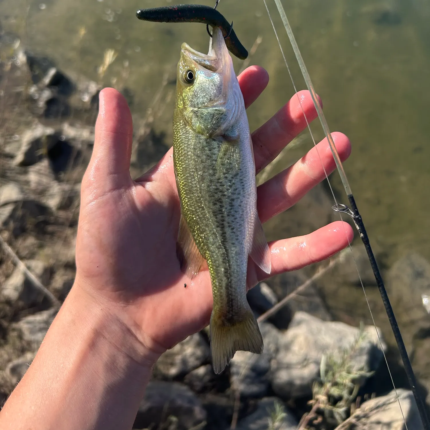 Largemouth bass caught on Fishbrain