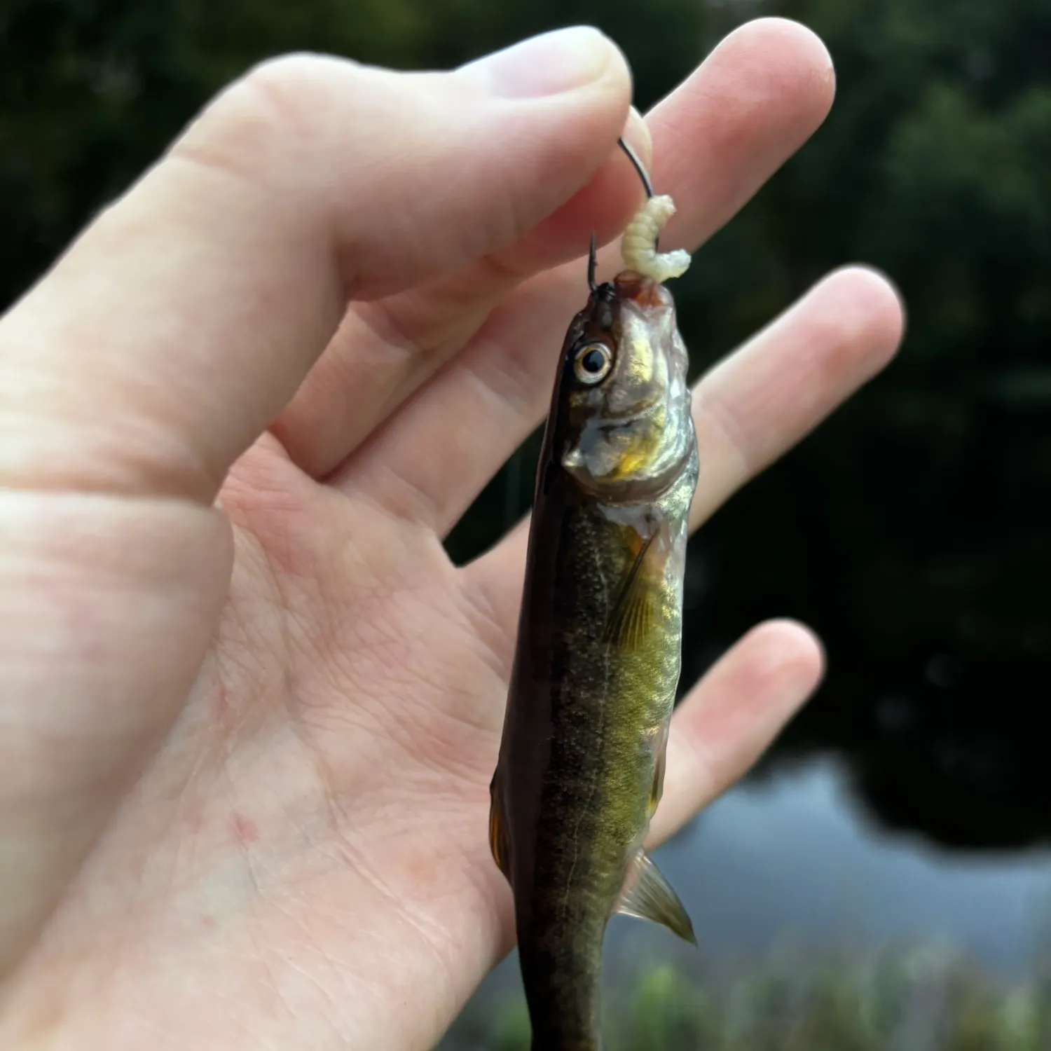 Eurasian minnow caught on Fishbrain