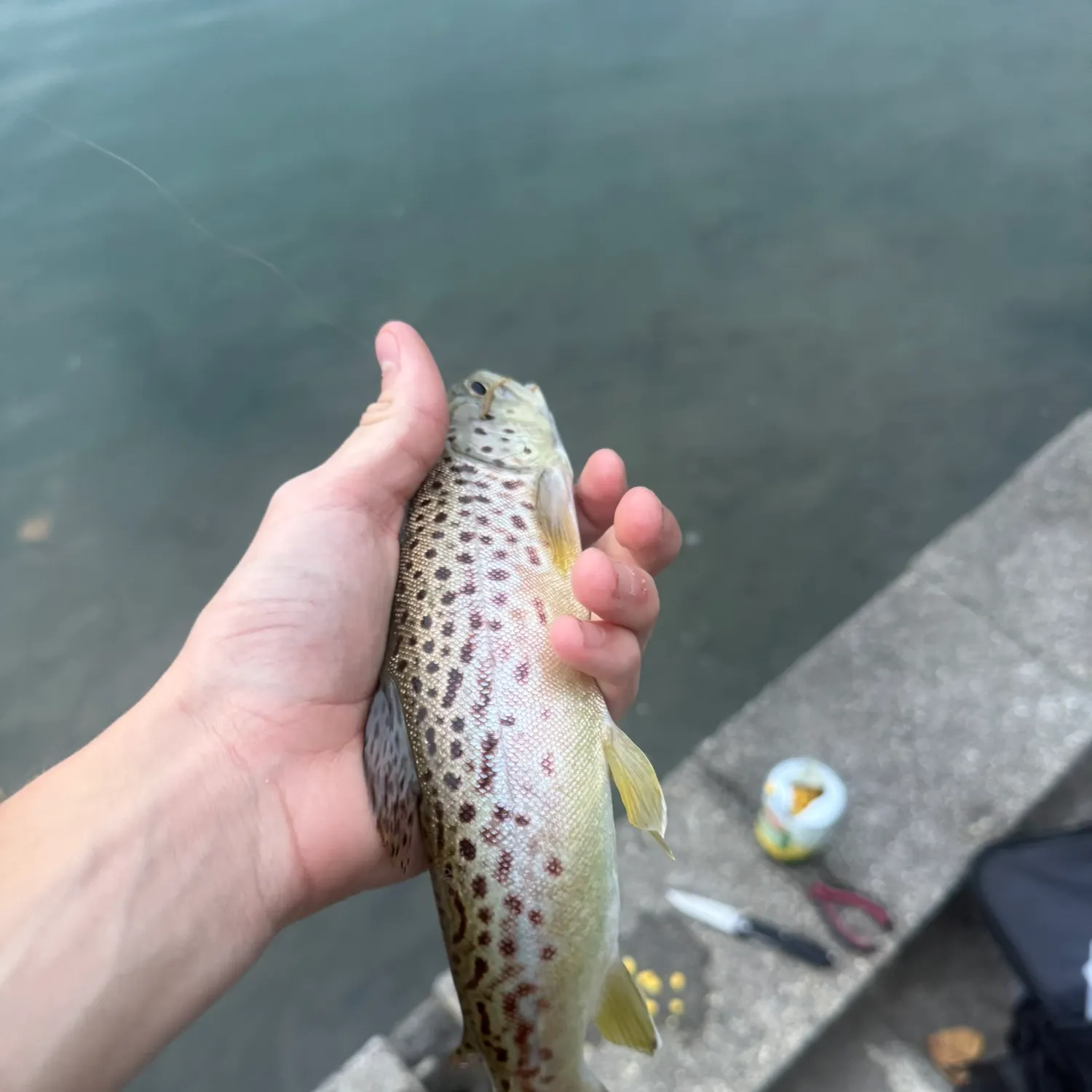 Brown trout caught on Fishbrain