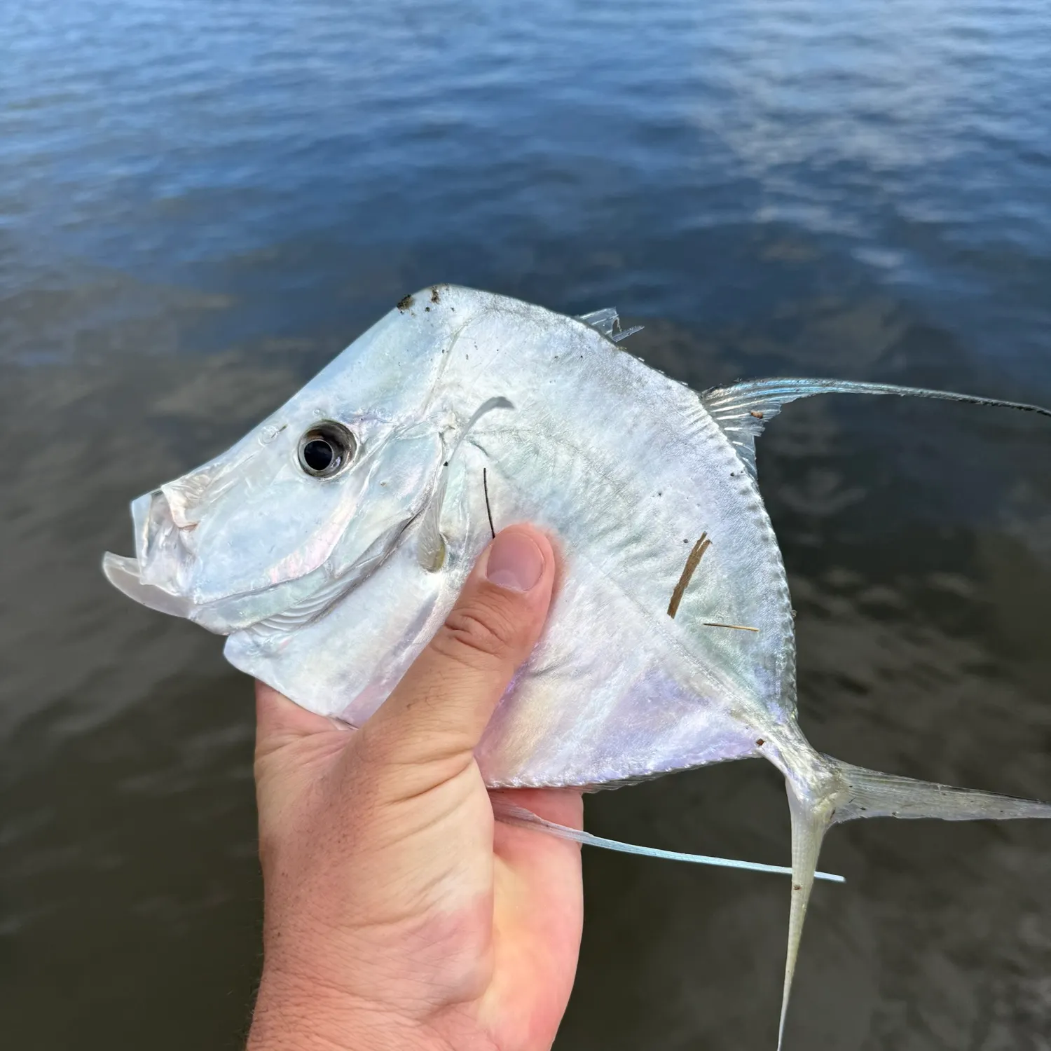 The most recent Lookdown catches on Fishbrain